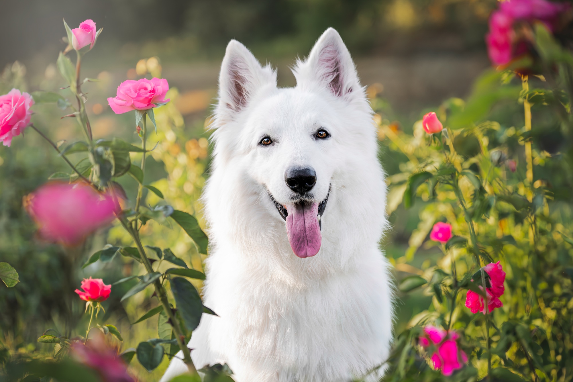 Perro blanco entre rosas durante una sesión de fotografía de mascotas