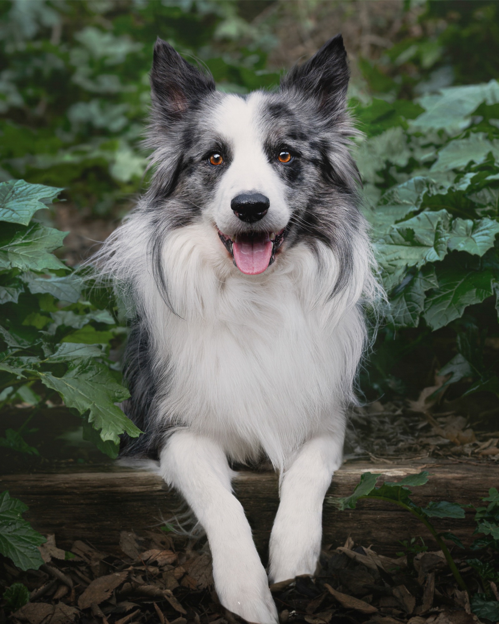 Portrait of Neón among greenery during a session
