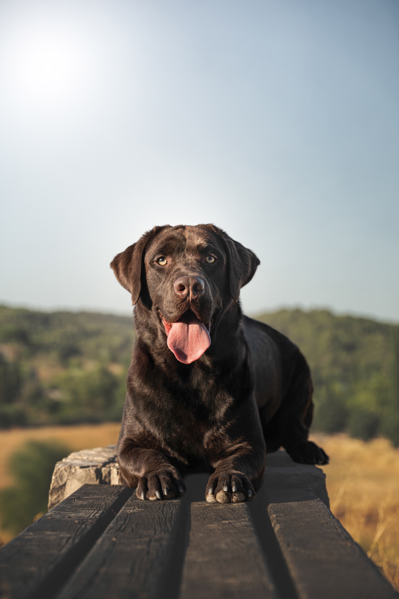 Balder, a Labrador photographed in the countryside