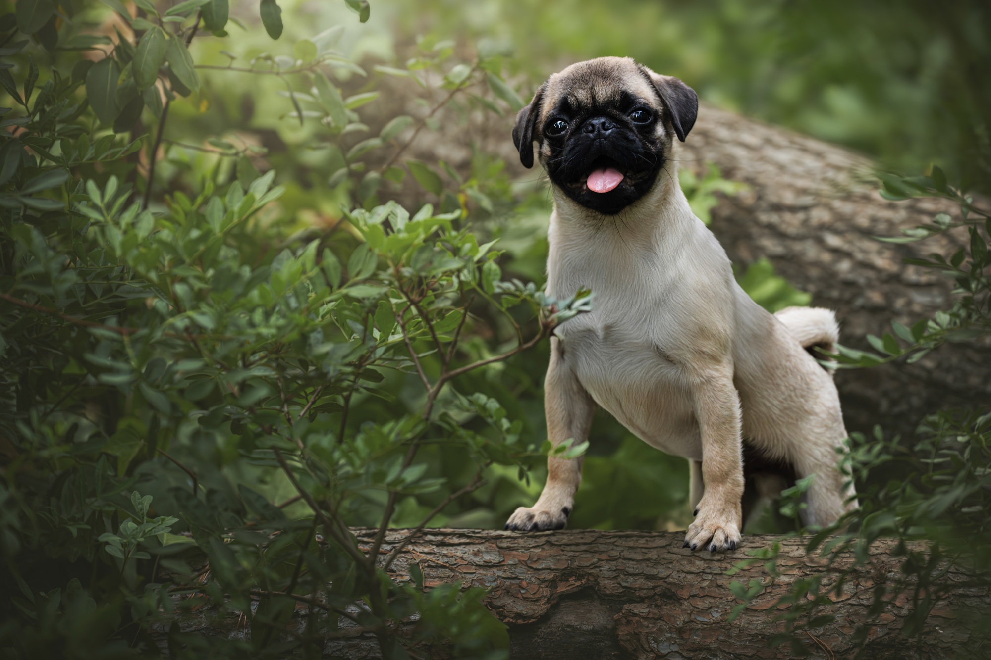 Bruno, a pug photographed among trees