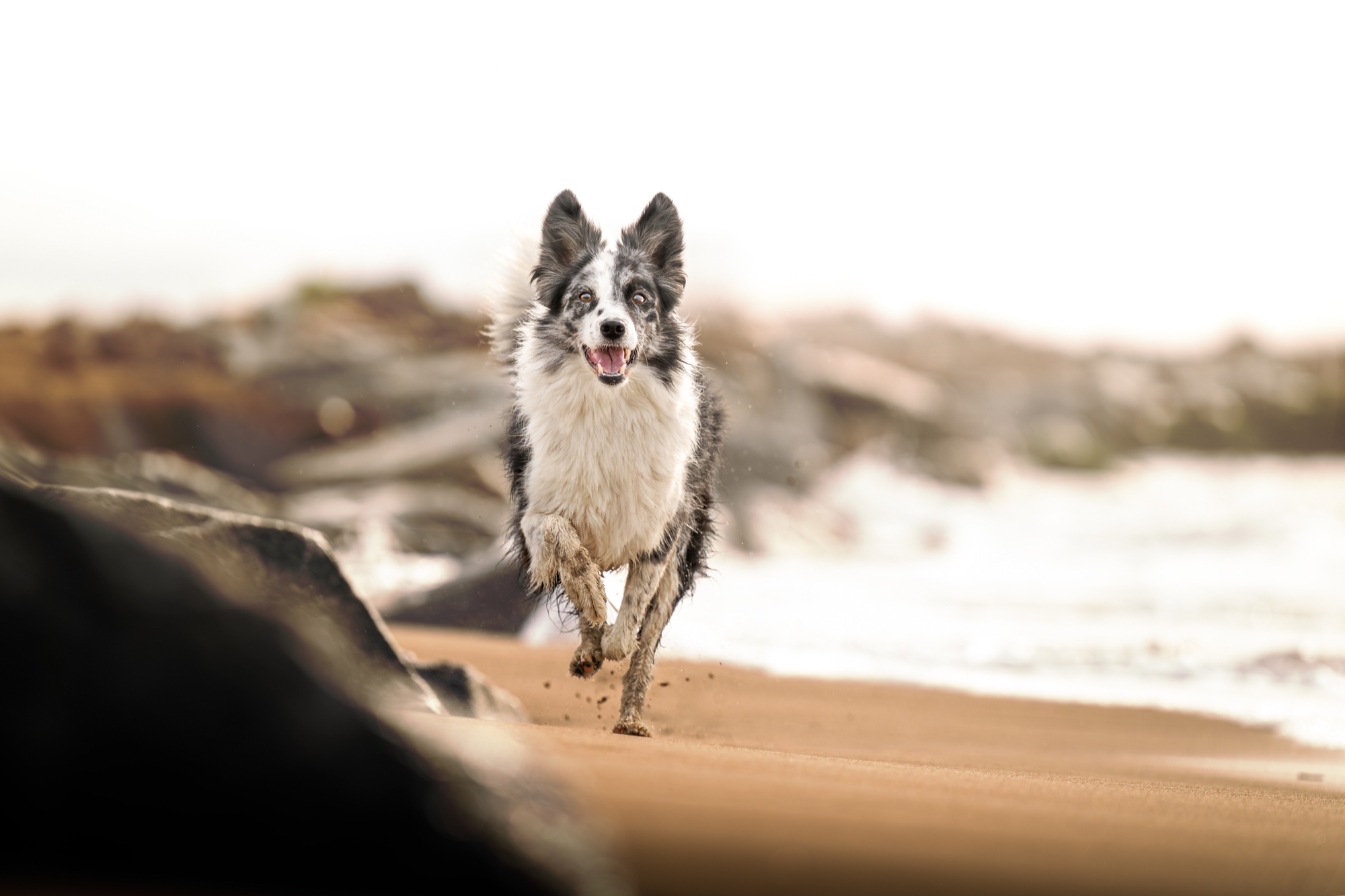 Hera, a border collie running along the beach