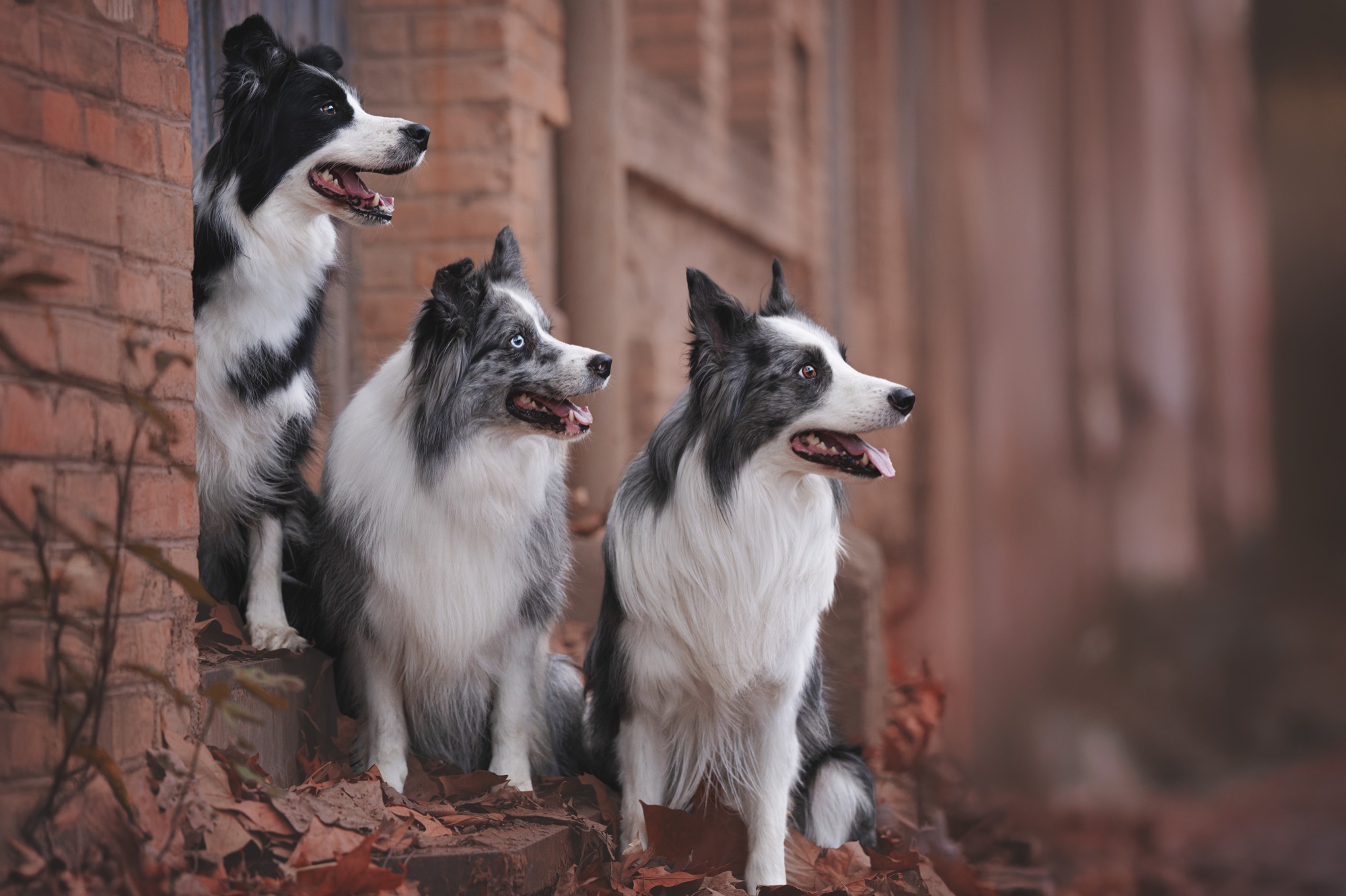 Lis, Blue and Neón together during their session