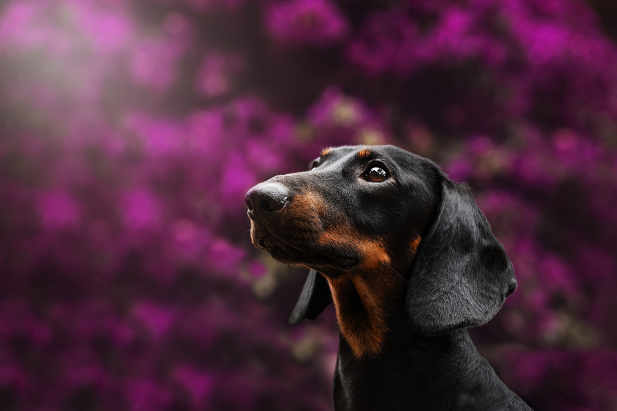 Wall-E, a dachshund photographed among purple flowers
