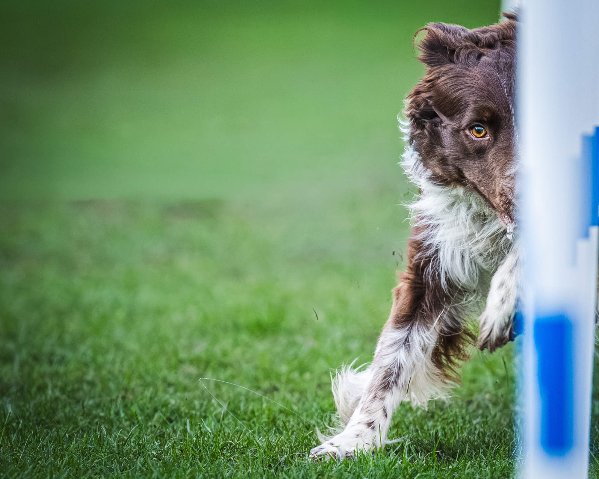 Perro compitiendo en una prueba de agility