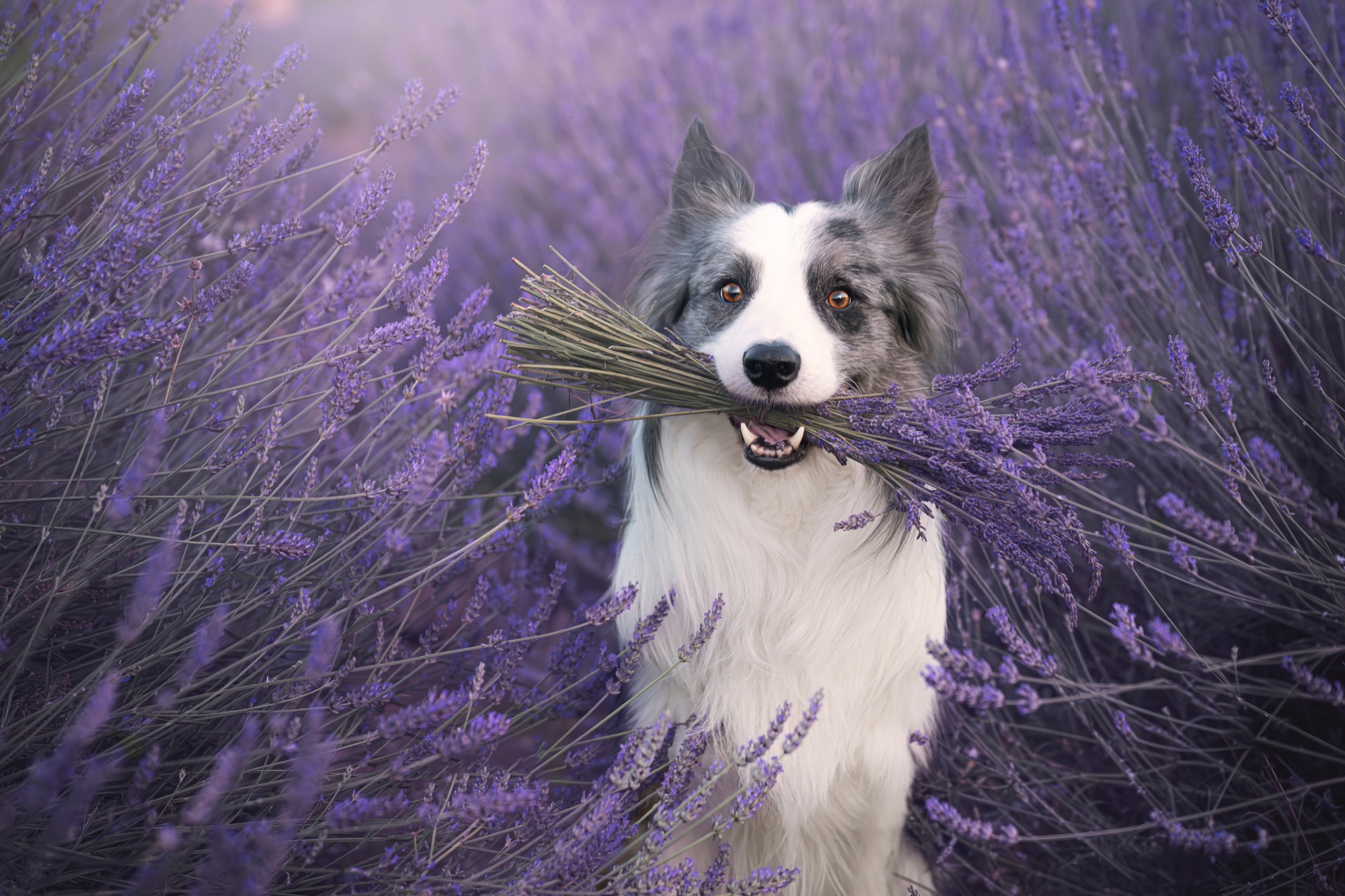 Border collie entre campos de lavanda durante una sesión temática