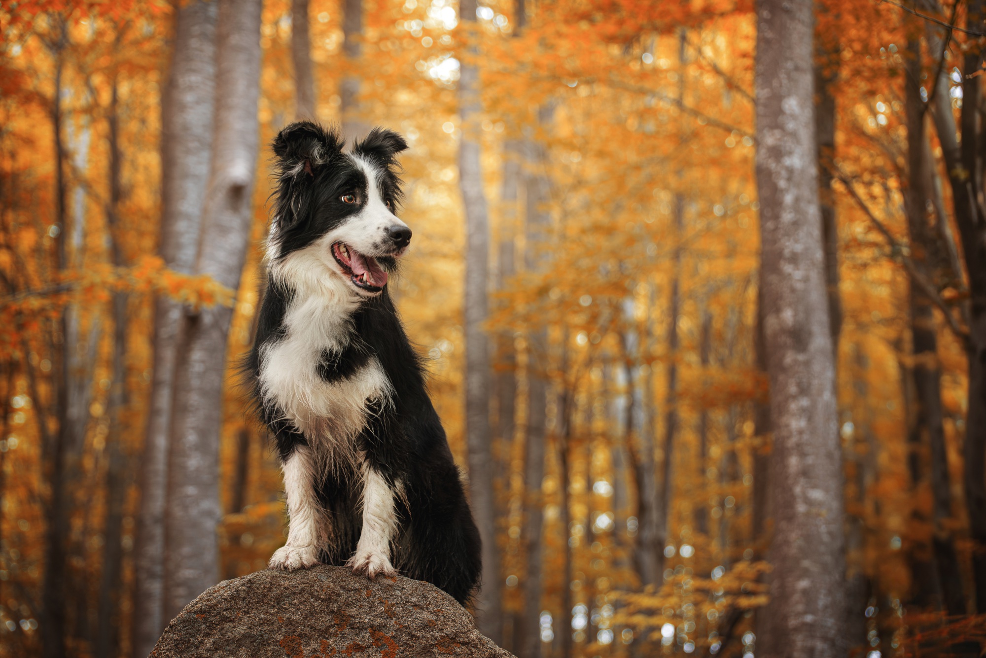 Border collie durante una sesión temática de otoño