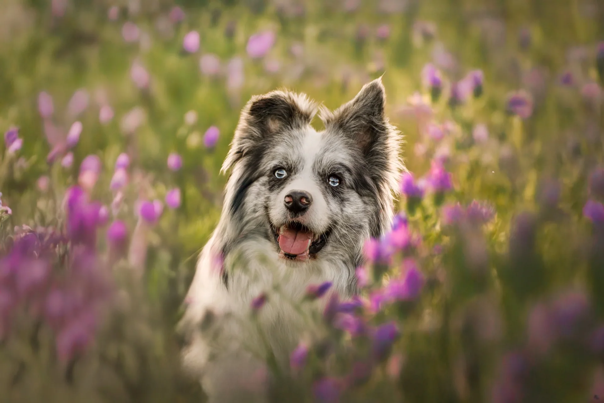 Blue entre flores durante una sesión de fotografía de mascotas