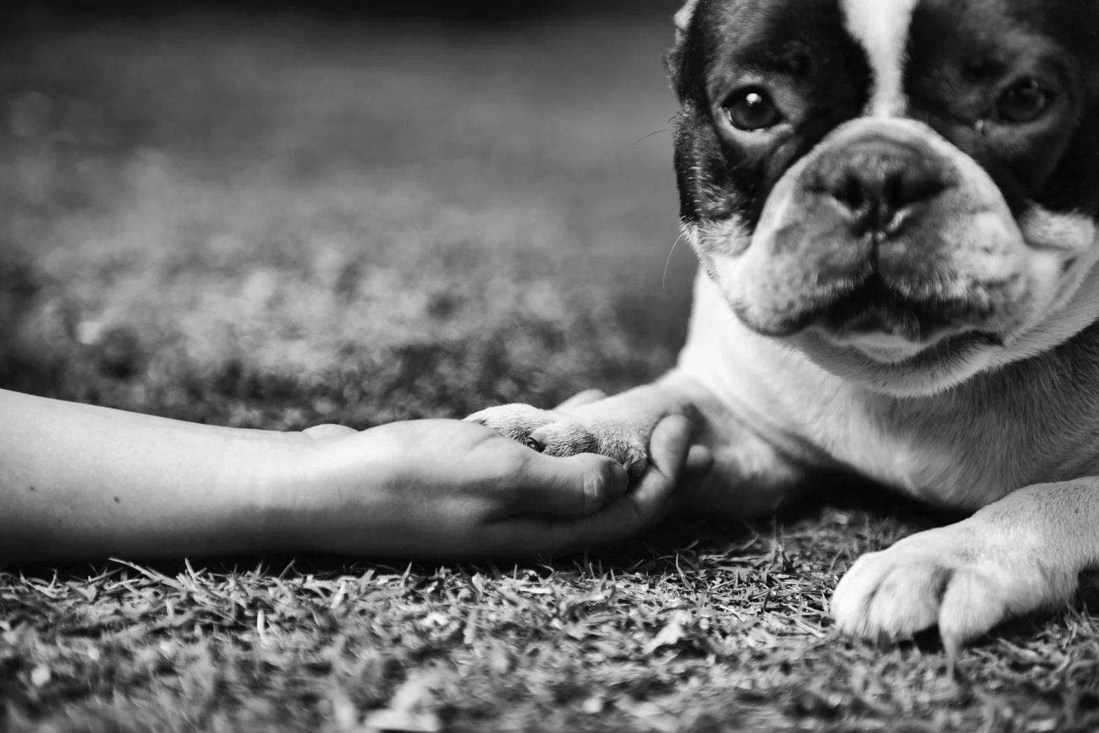 Melón apoyando su pata sobre una mano en una fotografía en blanco y negro