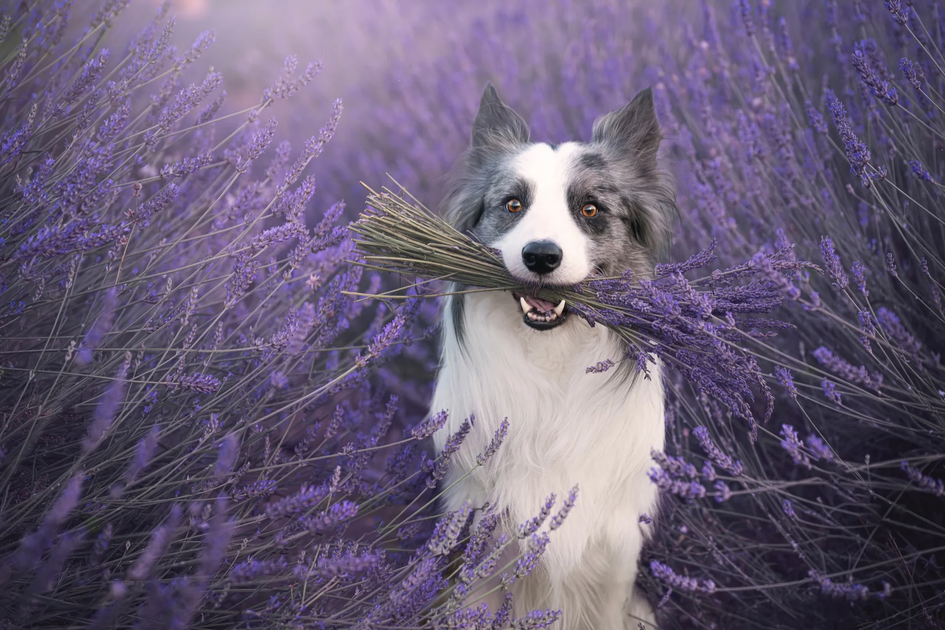 Border collie entre campos de lavanda durante una sesión temática