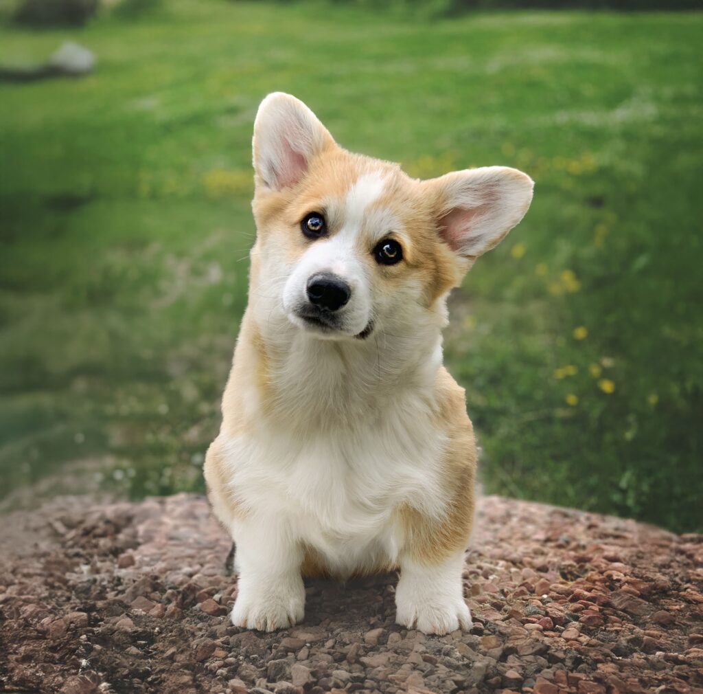 Corgi sentado sobre una roca durante sesión fotográfica en exteriores con XR Fotografía