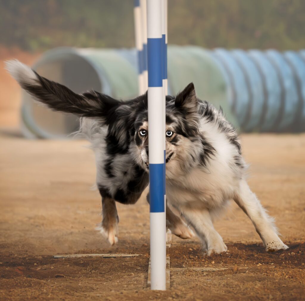 Border Collie haciendo slalom en pista de agility durante sesión con XR Fotografía
