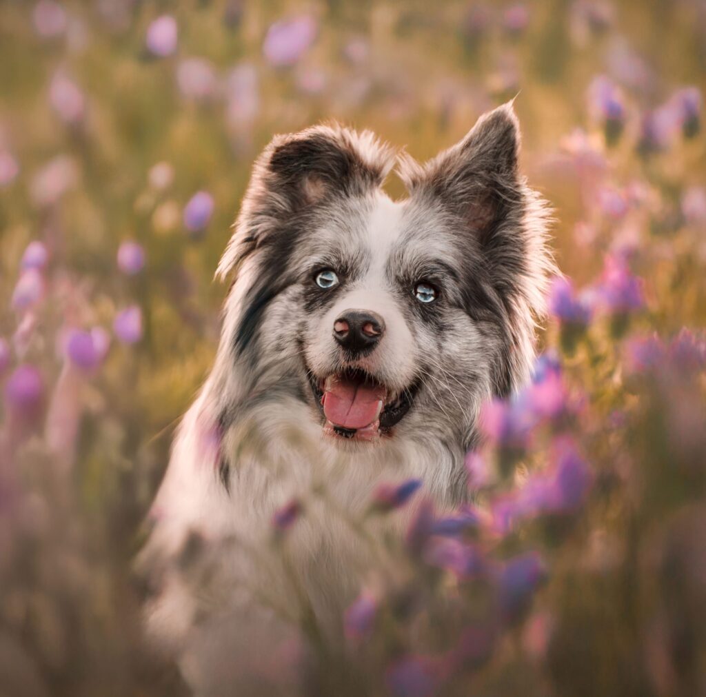 Border Collie rodeado de flores silvestres en sesión de primavera con XR Fotografía