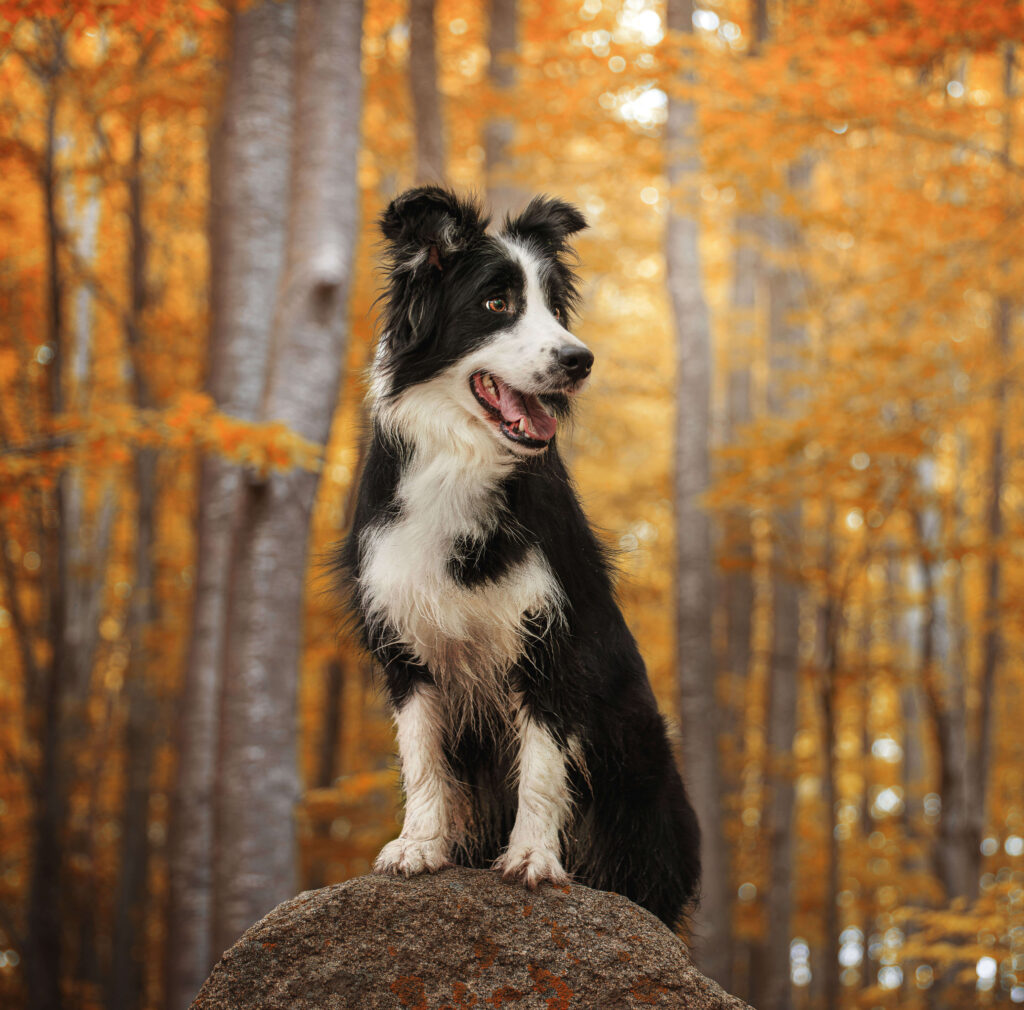 Perro en bosque otoñal en el Montseny durante sesión con XR Fotografía