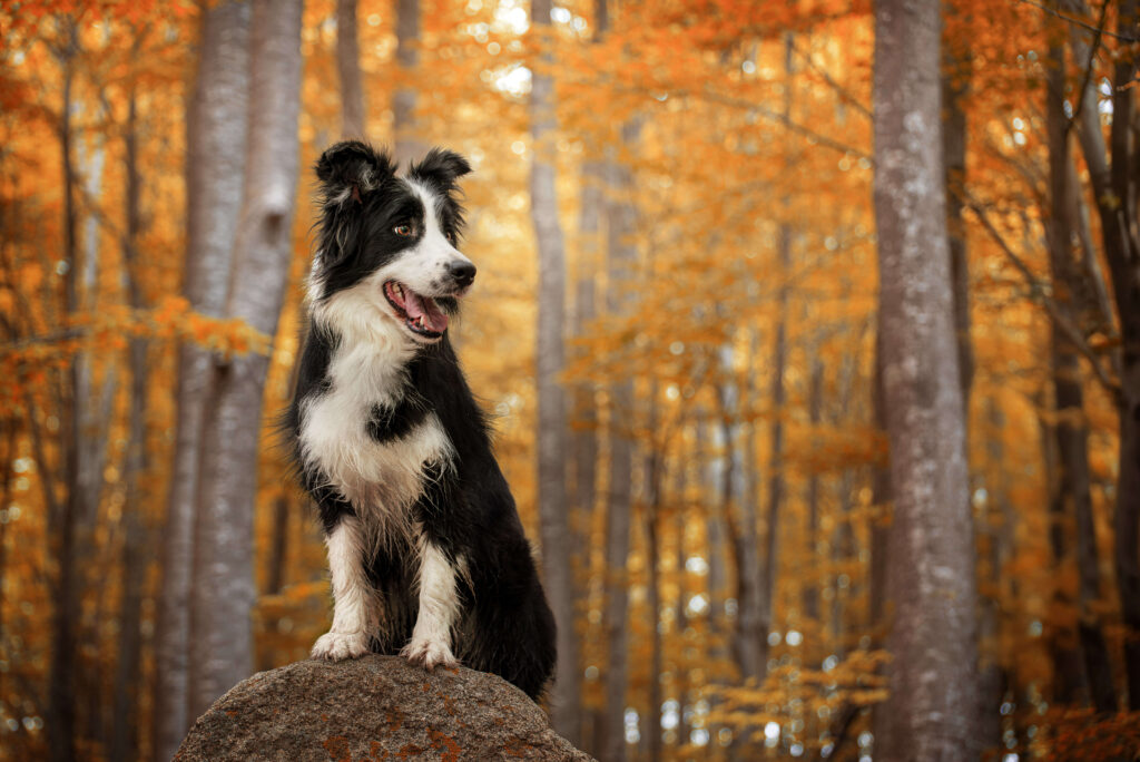 Lis - Sesión en Montseny con XR Fotografía Perro en bosque otoñal en el Montseny durante sesión con XR Fotografía