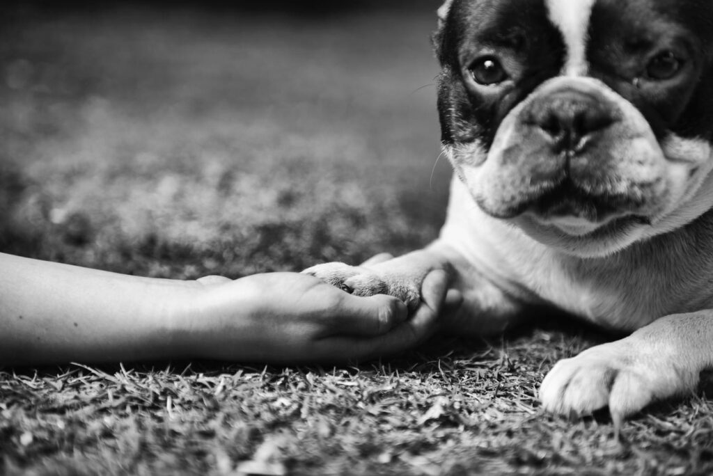 Mano y pata unidas en gesto de confianza durante sesión fotográfica con XR Fotografía