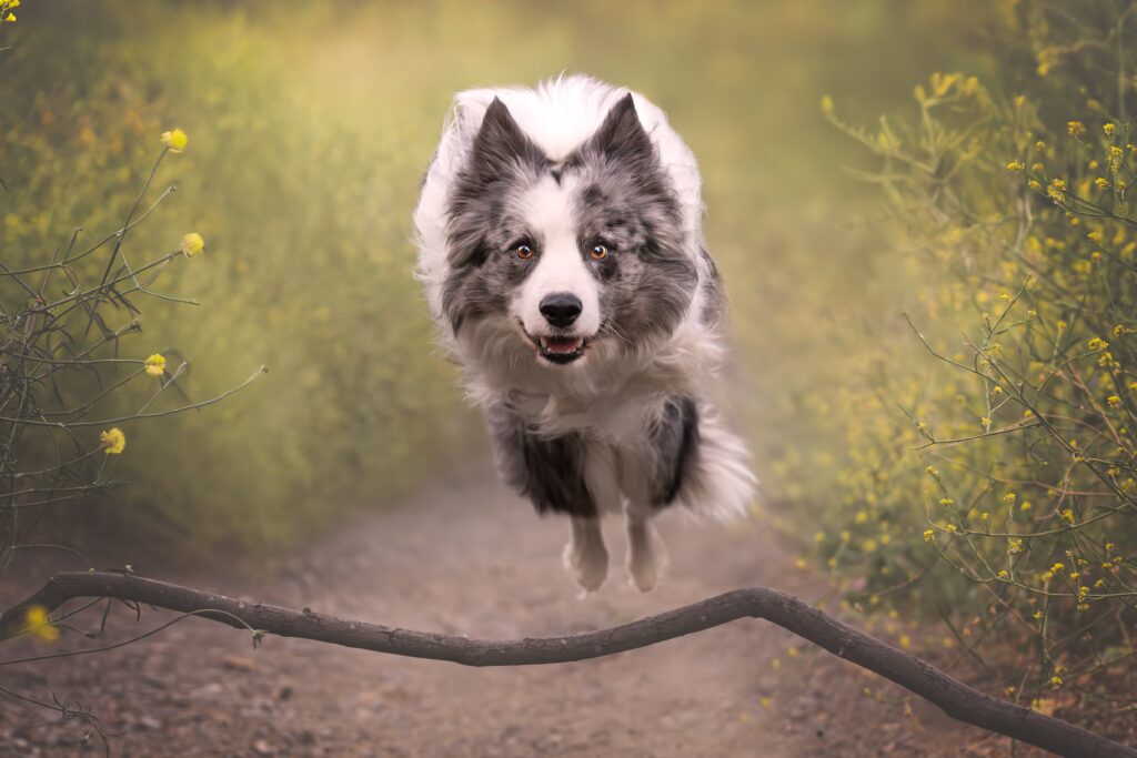Perro en acción – XR Fotografía Border Collie saltando durante sesión con XR Fotografía