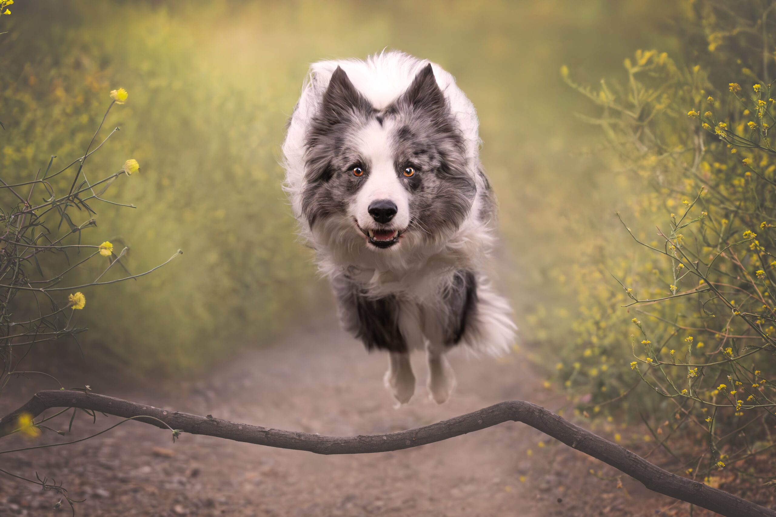 Border Collie saltando durante sesión con XR Fotografía
