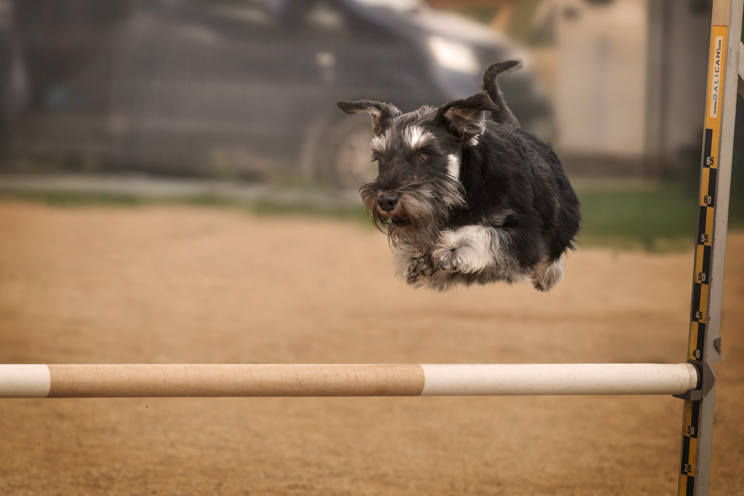 Fotografía profesional de agility canino en exteriores con XR Fotografía
