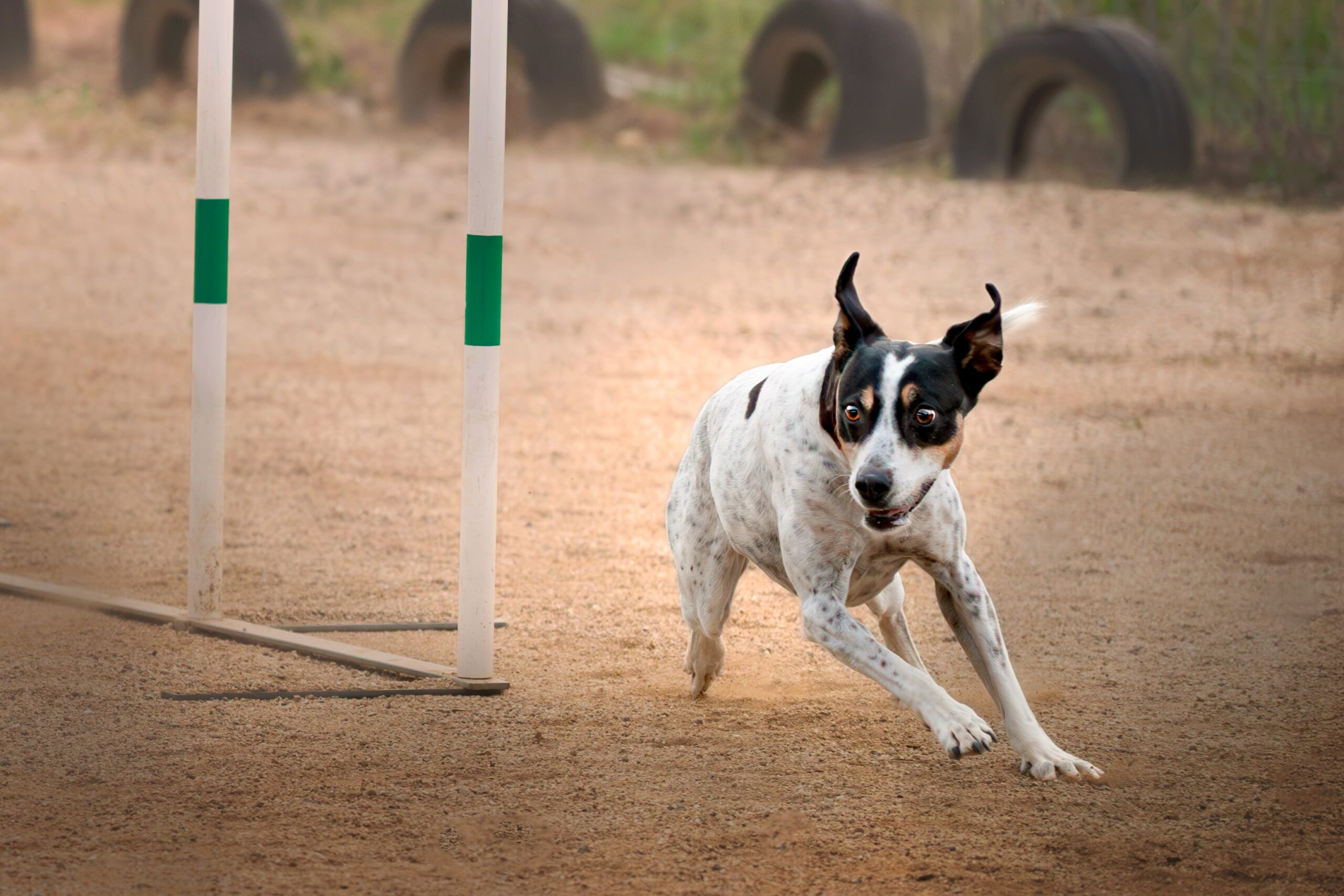 Perro en plena carrera durante una sesión de agility con XR Fotografía