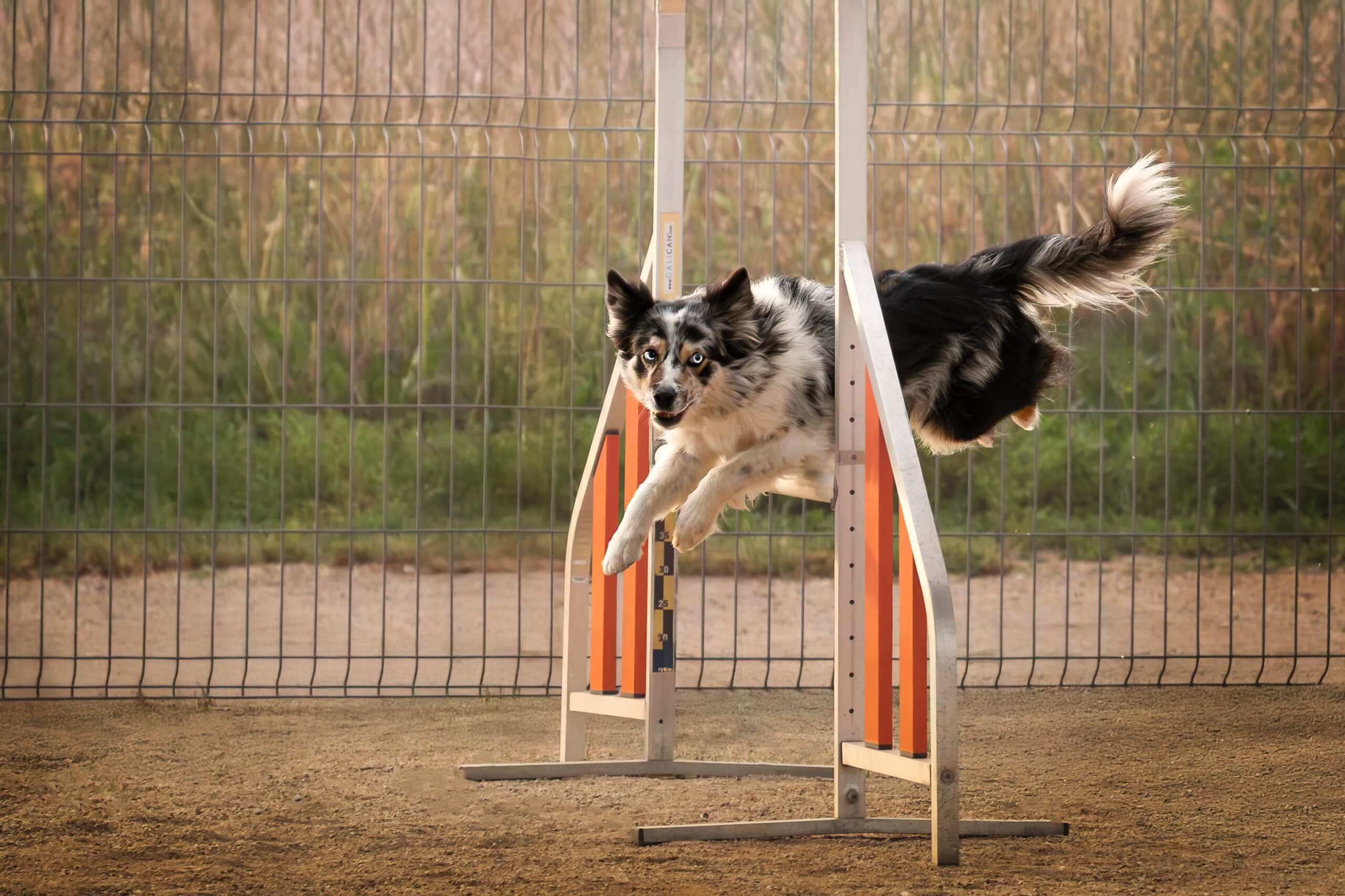 Border Collie haciendo slalom en circuito de agility exterior