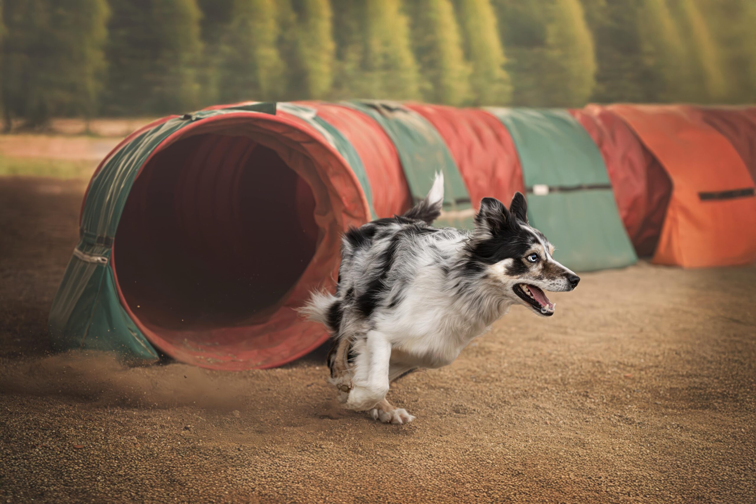 Border Collie haciendo slalom en circuito de agility exterior