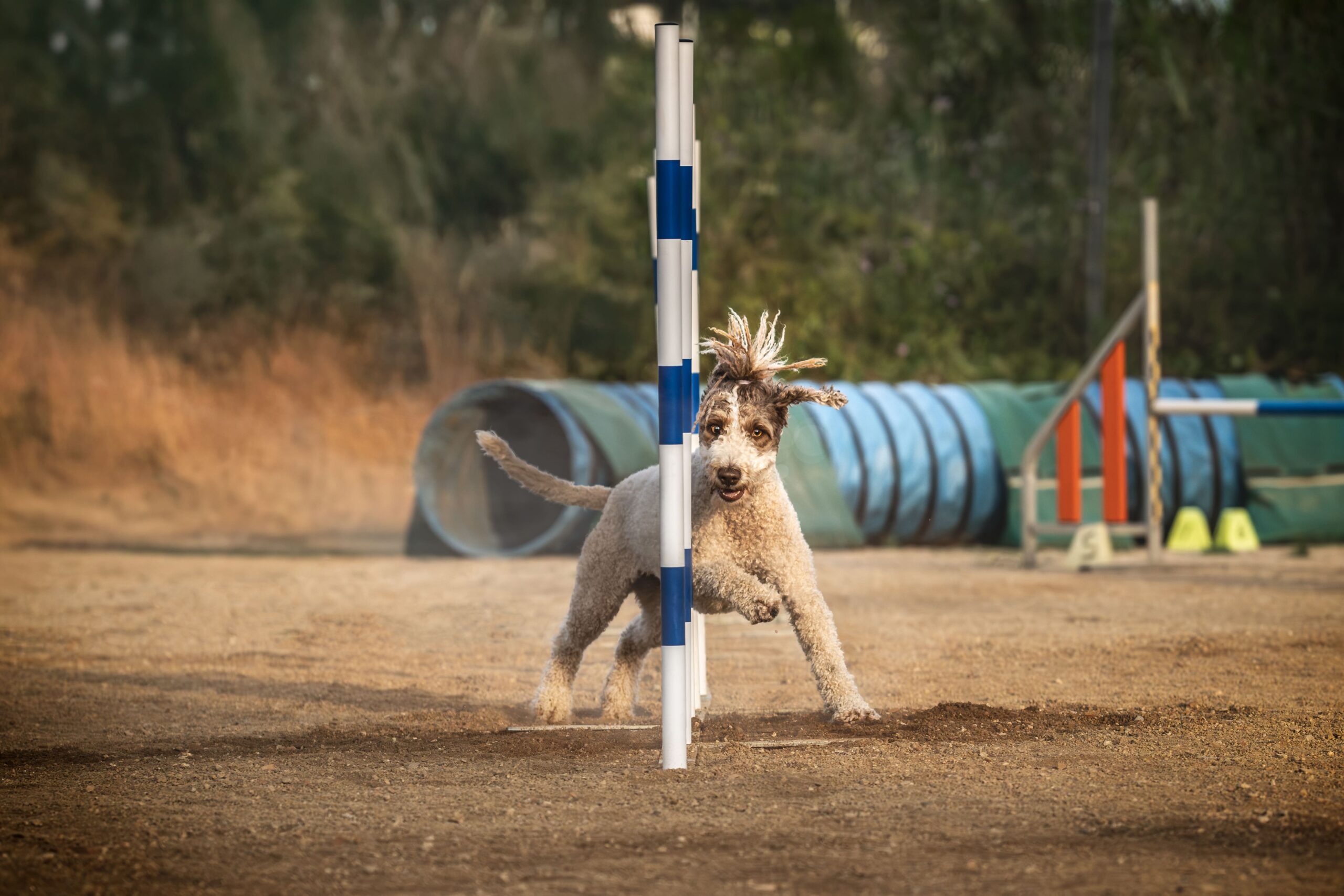 Fotografía profesional de agility canino en exteriores con XR Fotografía