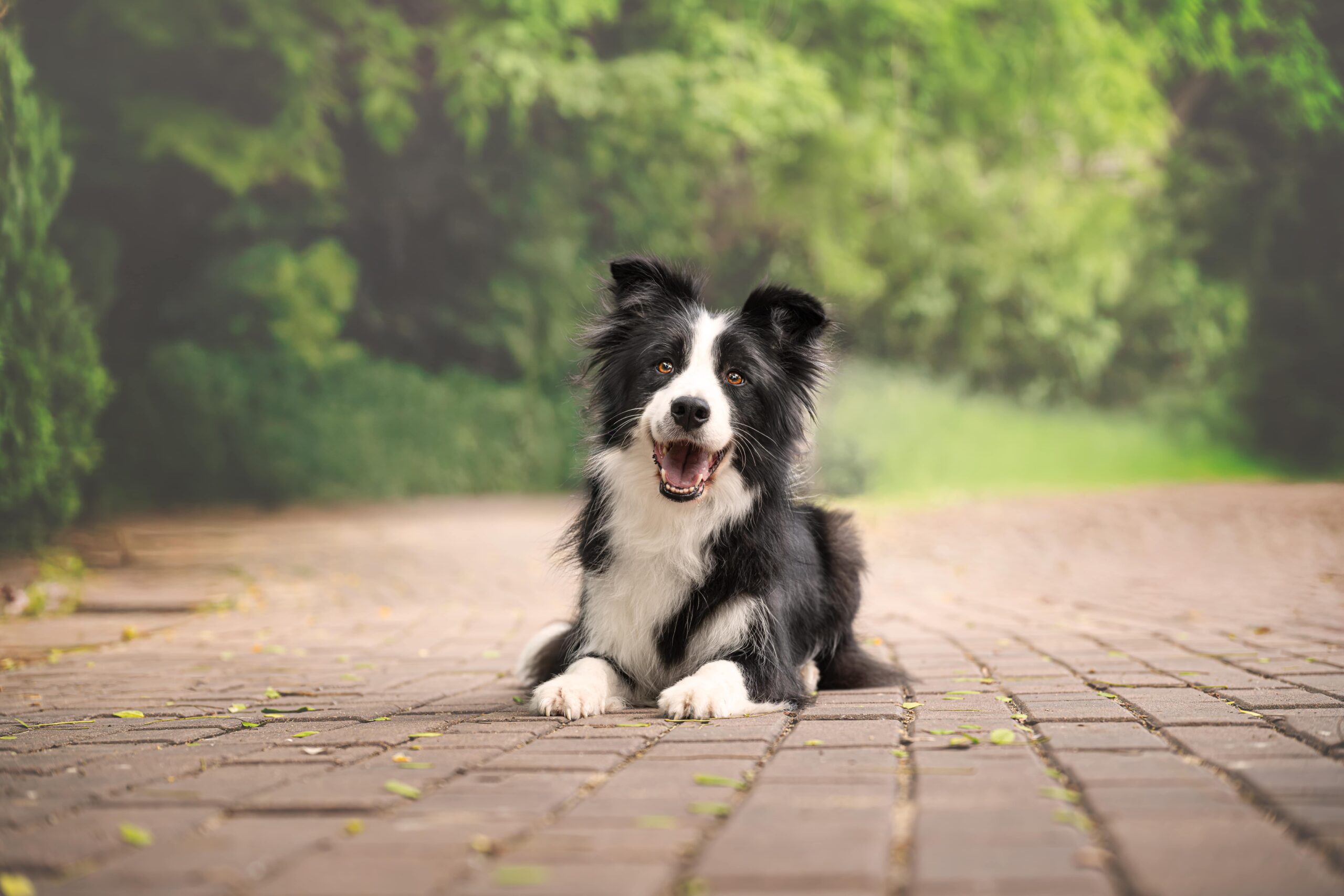 Border Collie tumbado en adoquines durante sesión de fotos en exteriores con XR Fotografía