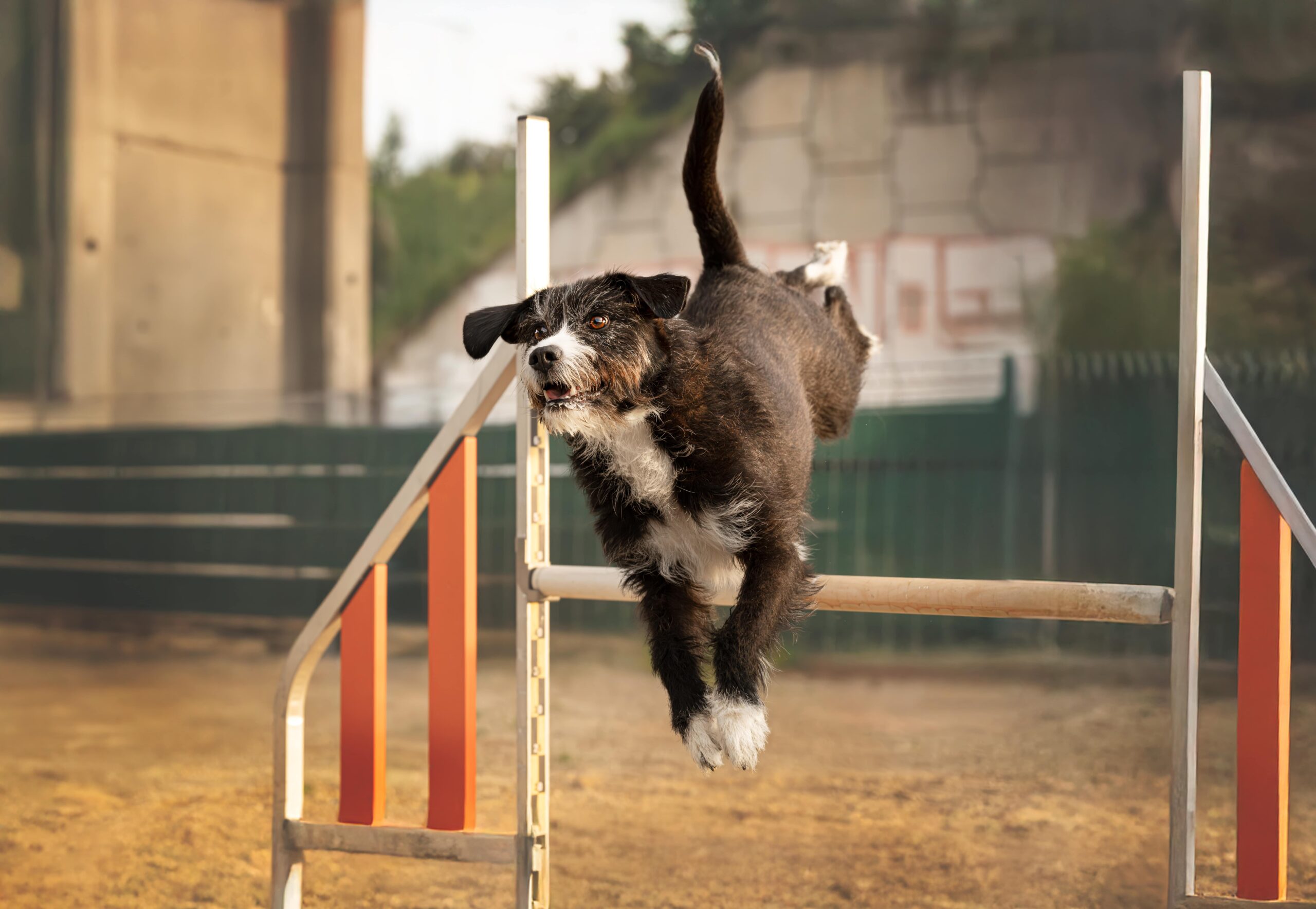 Fotografía de perro saltando valla en pista de agility al aire libre