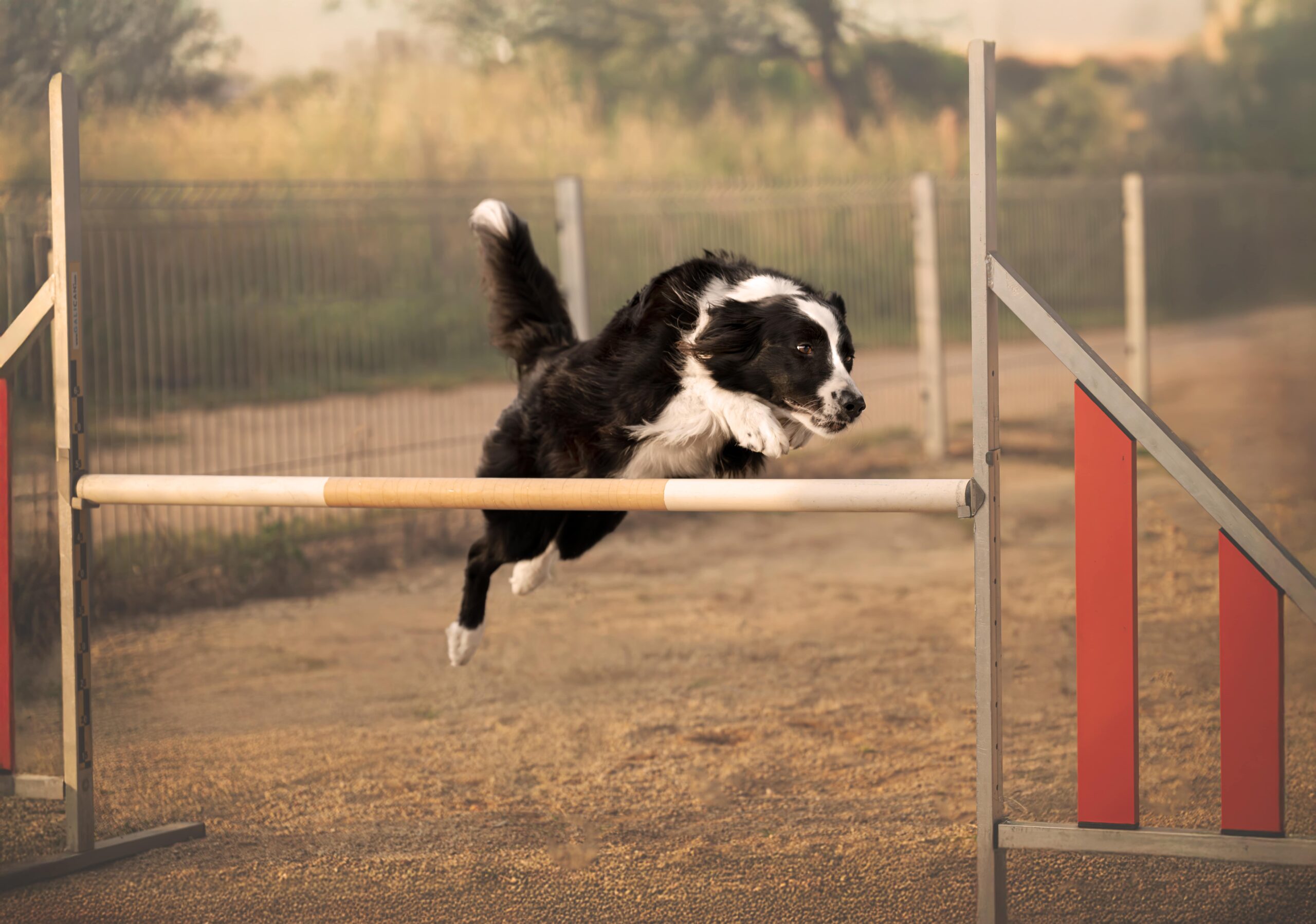 Border Collie haciendo slalom en circuito de agility exterior