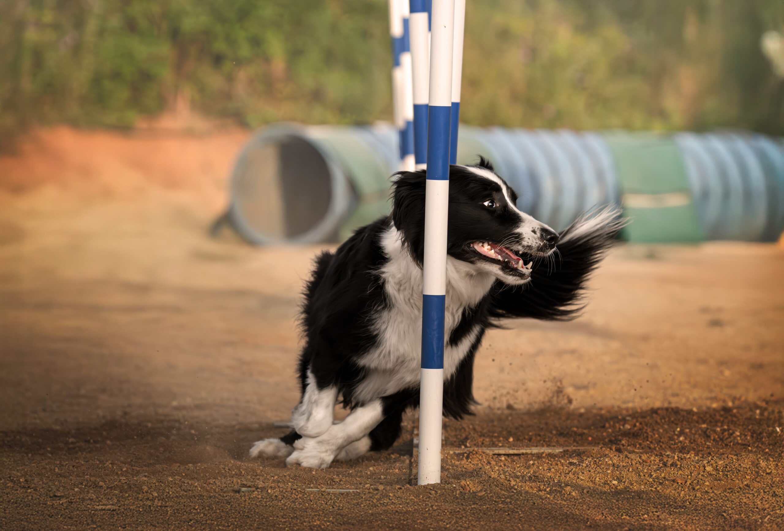 Border Collie haciendo slalom en circuito de agility exterior