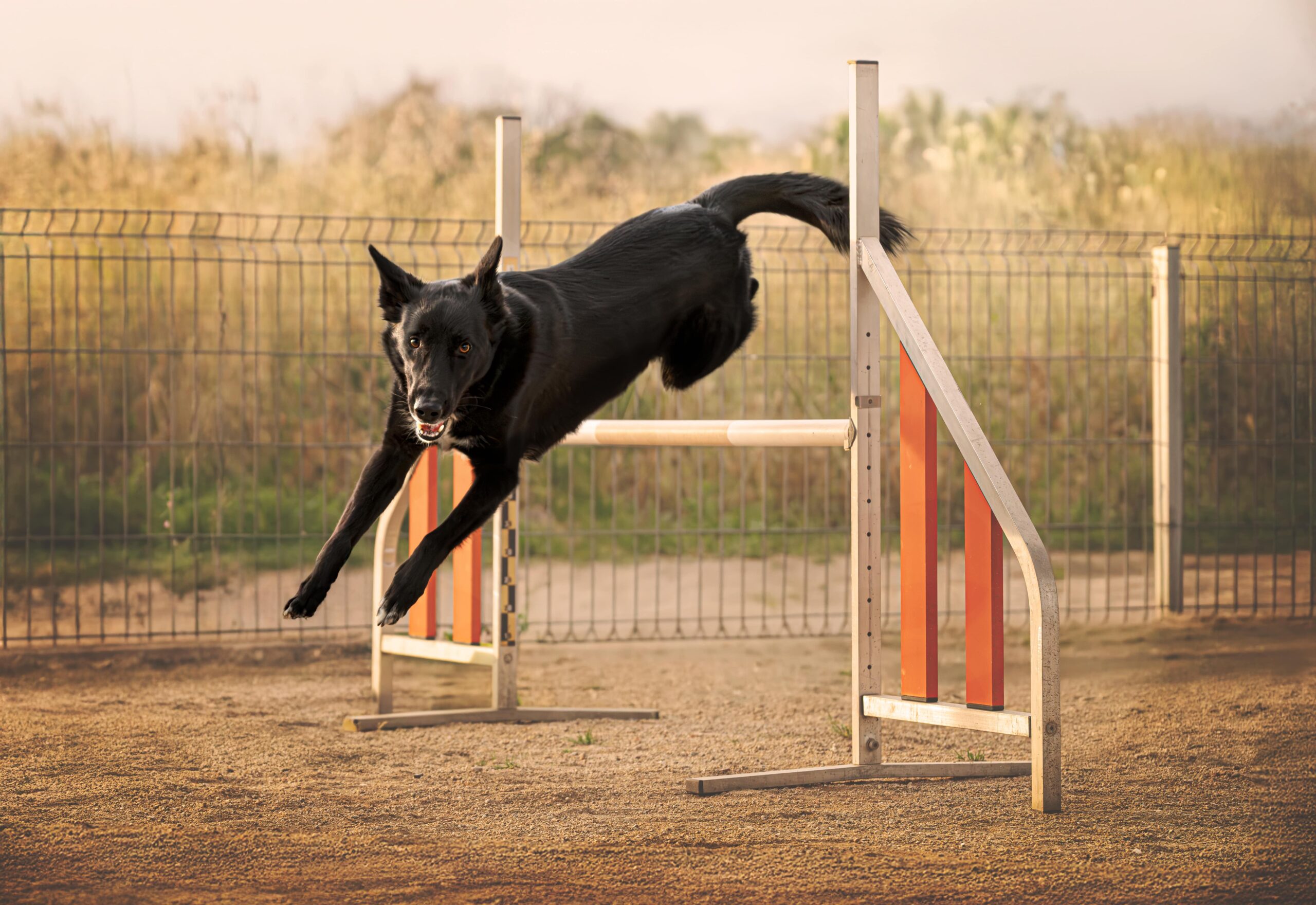 Fotografía de perro saltando valla en pista de agility al aire libre