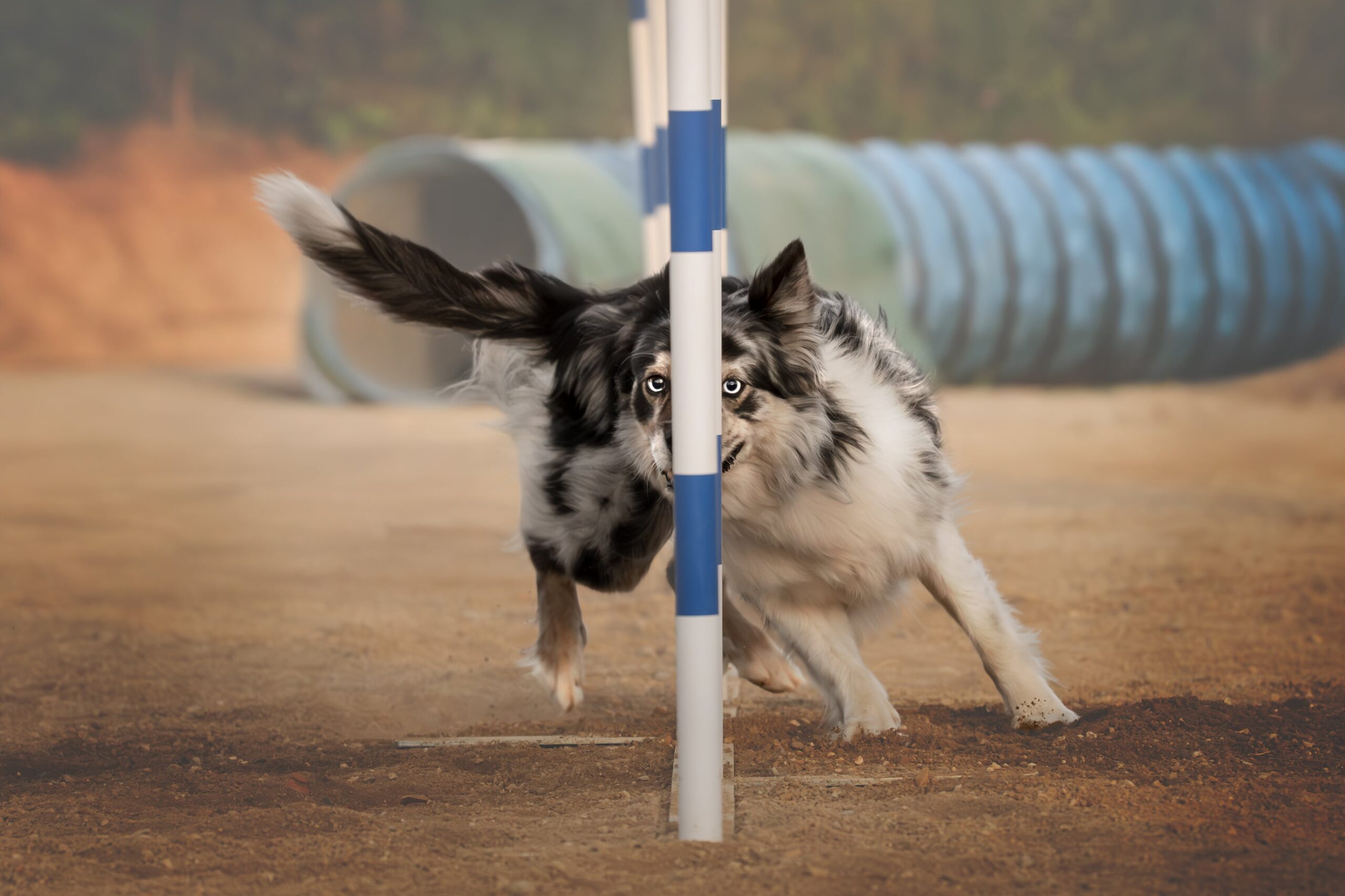 Fotografía profesional de agility canino en exteriores con XR Fotografía