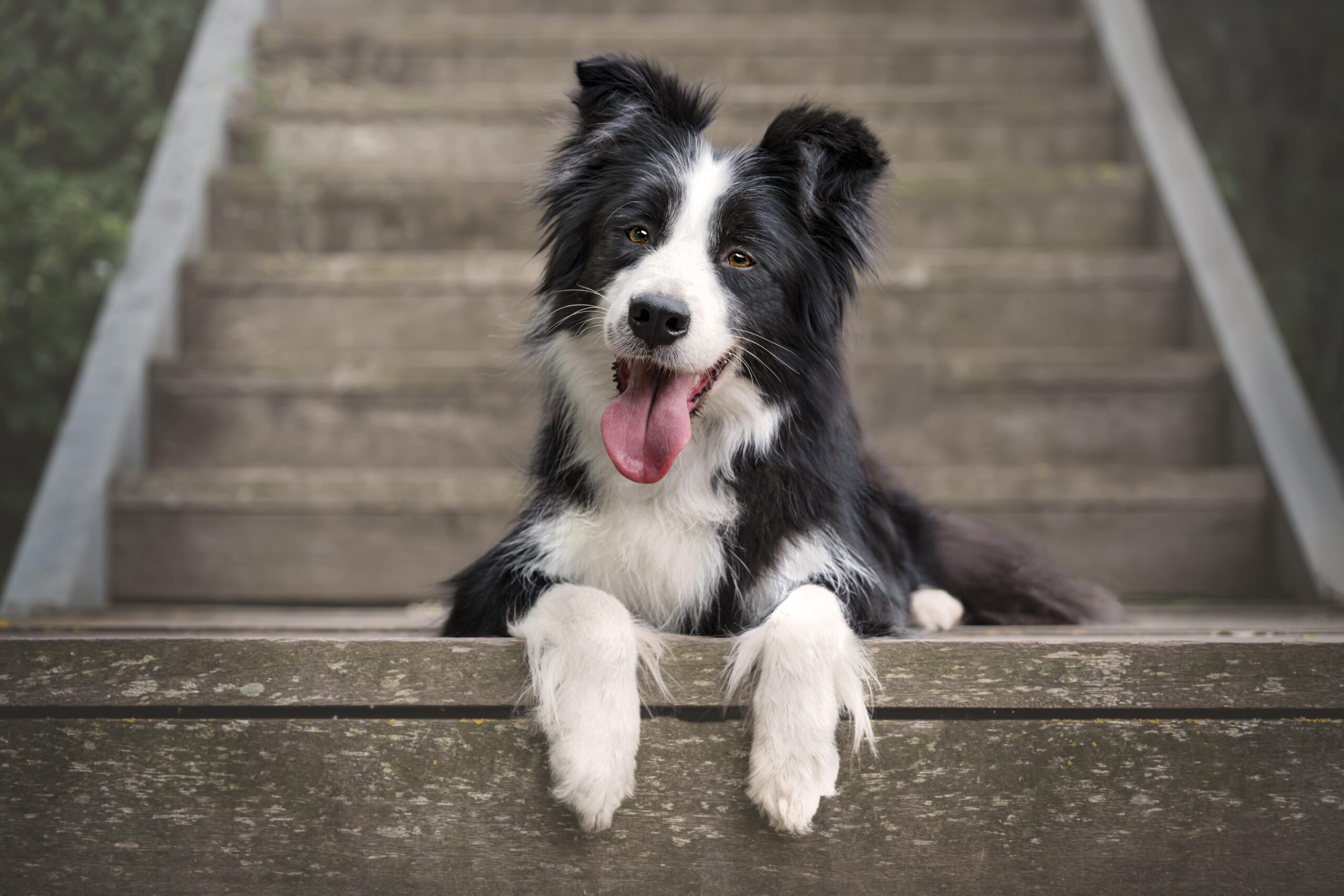 Border Collie relajado tras la sesión, sentado en escaleras de madera