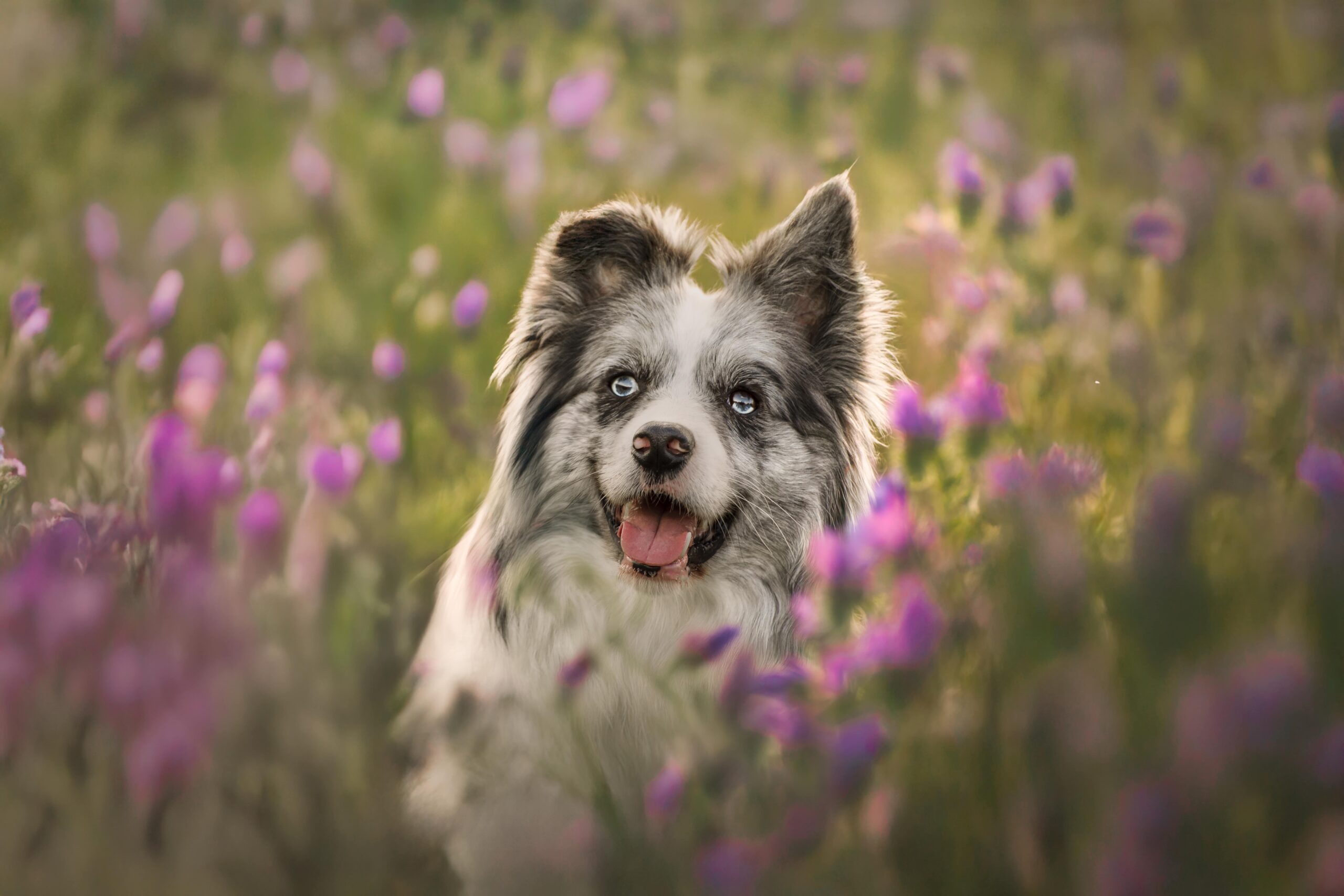 Border Collie rodeado de flores silvestres en sesión de primavera con XR Fotografía