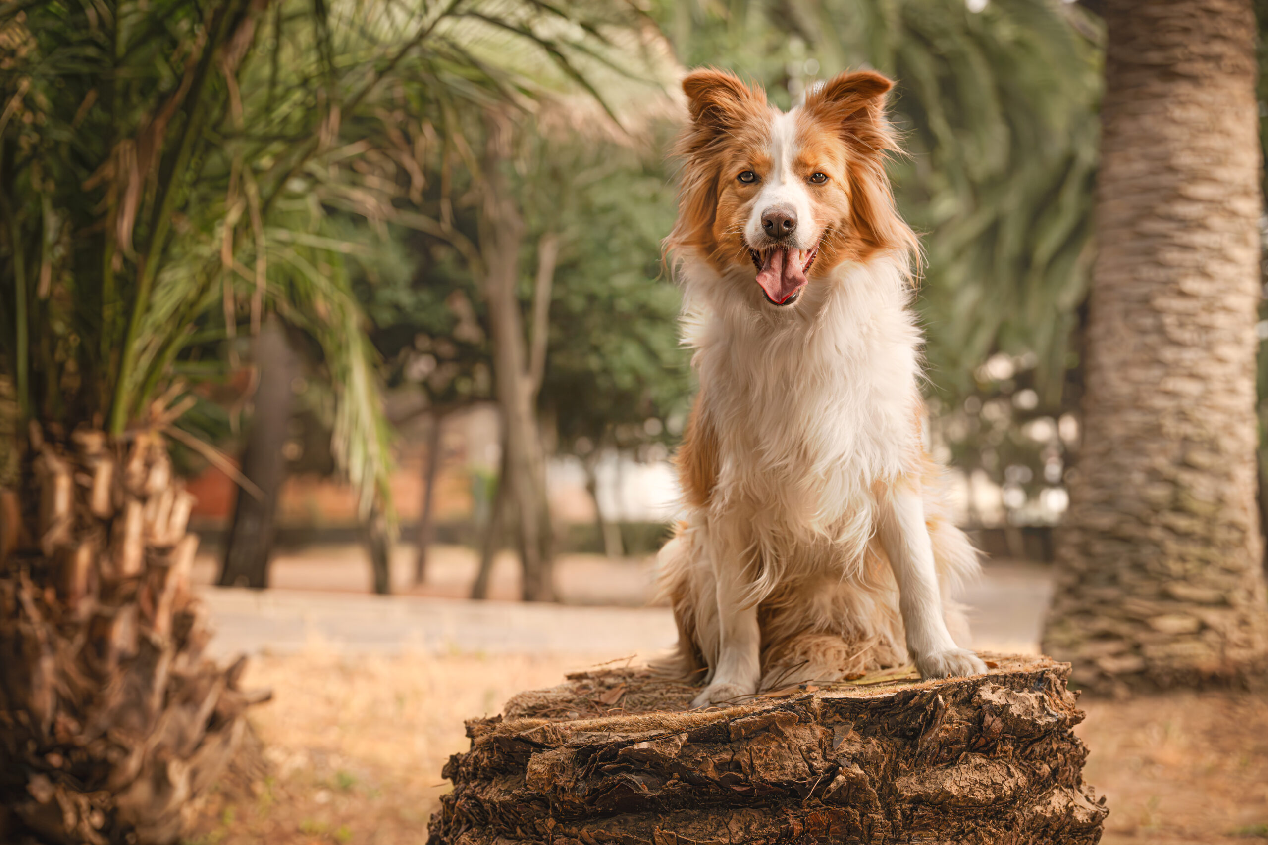 Border Collie sentado en un entorno natural con luz cálida durante sesión fotográfica con XR Fotografía