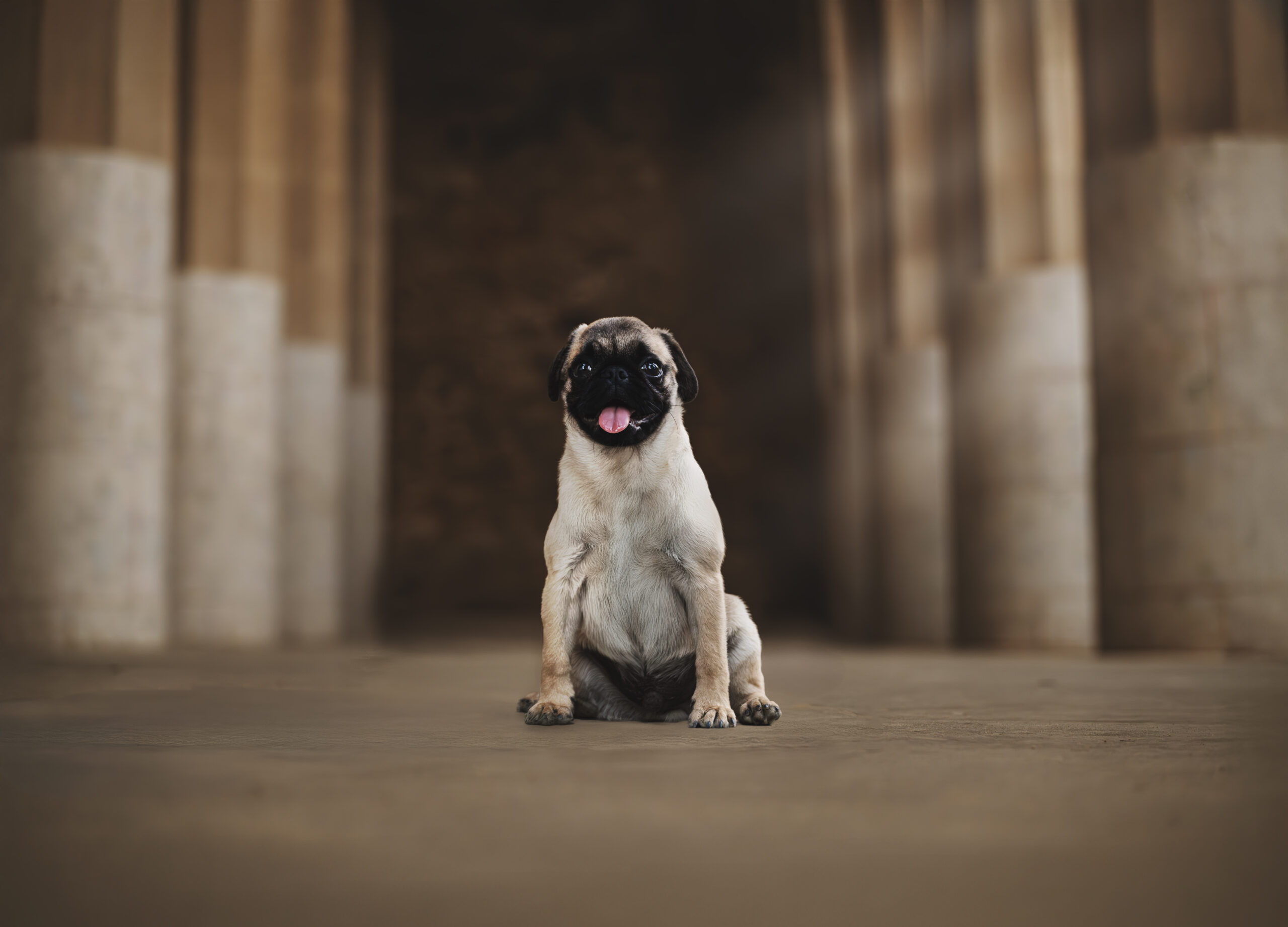 Carlino sentado con fondo arquitectónico clásico Parc Güell en Barcelona – XR Fotografía