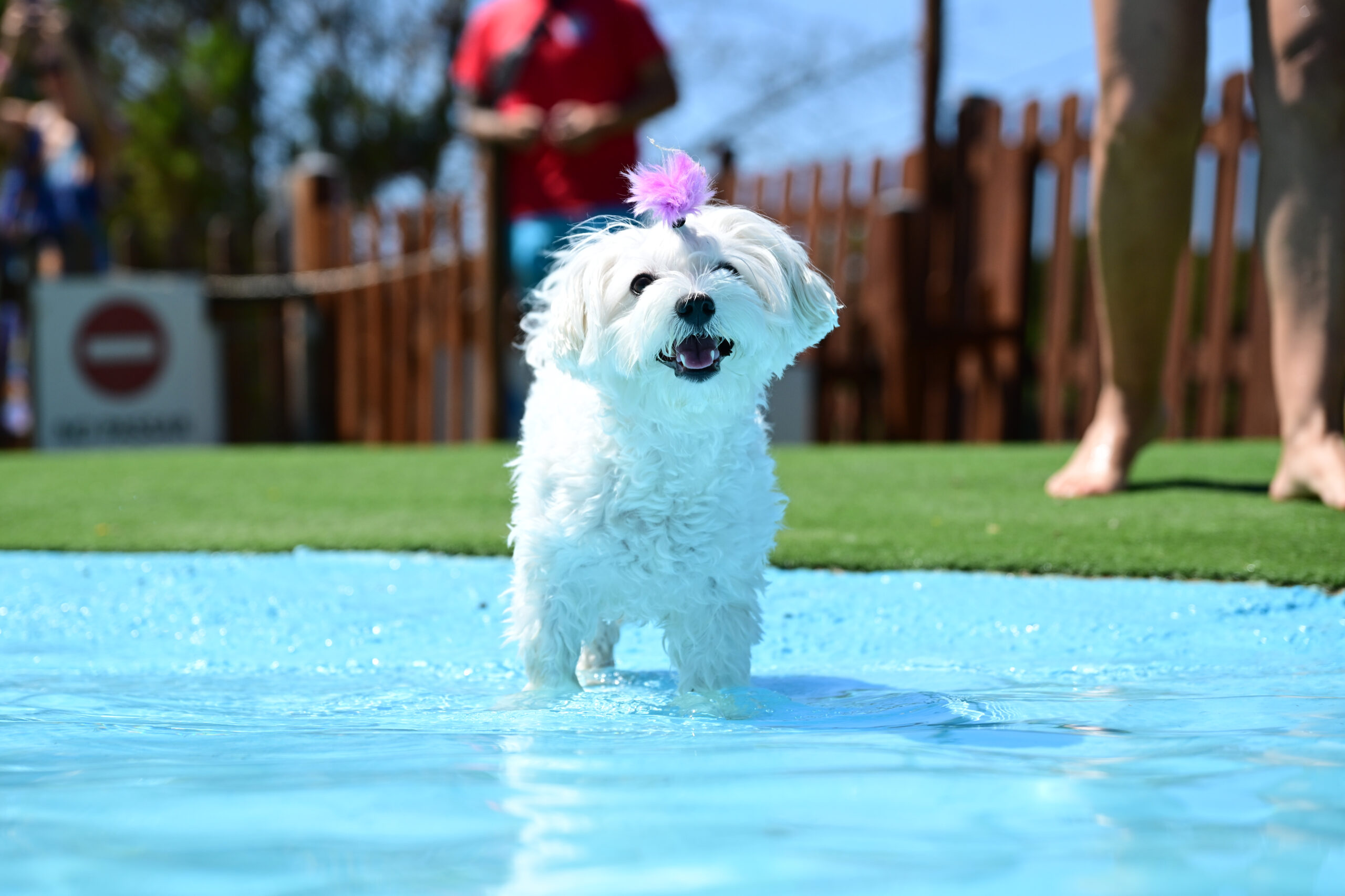 Bichón maltés posando en el agua – fotografía acuática en Barcelona