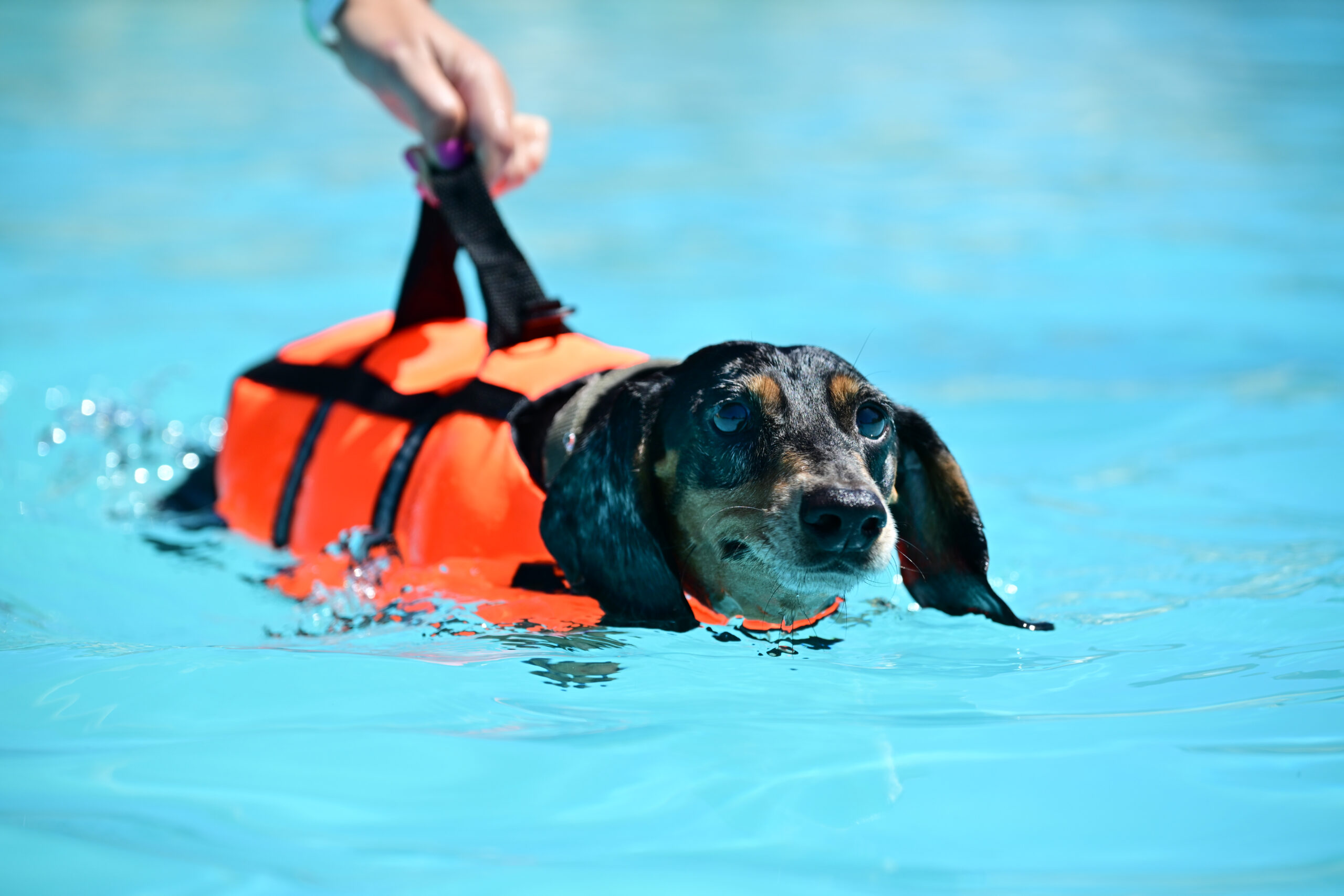 Teckel flotando en la piscina – parque canino en Cataluña
