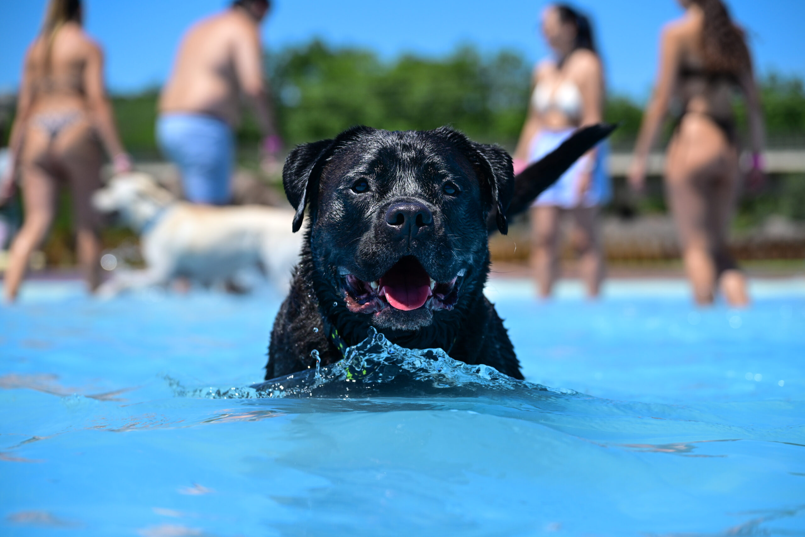 Labrador negro nadando felizmente en Perros al Agua – foto profesional