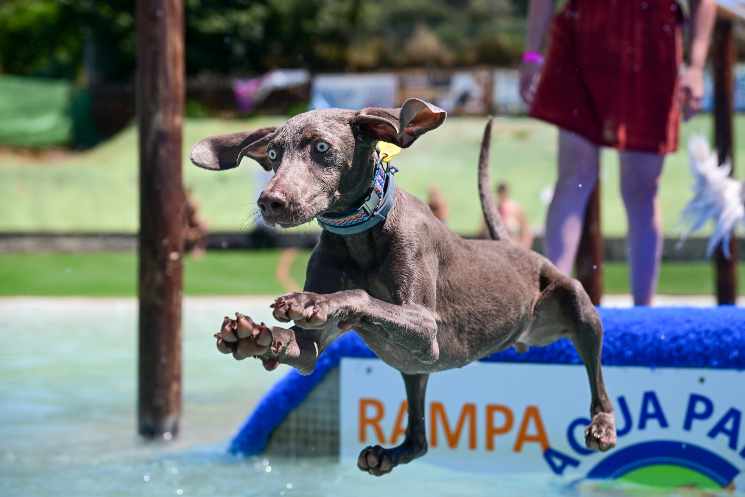 Braco en pleno salto sobre rampa de juegos – XR Fotografía en Perros al Agua