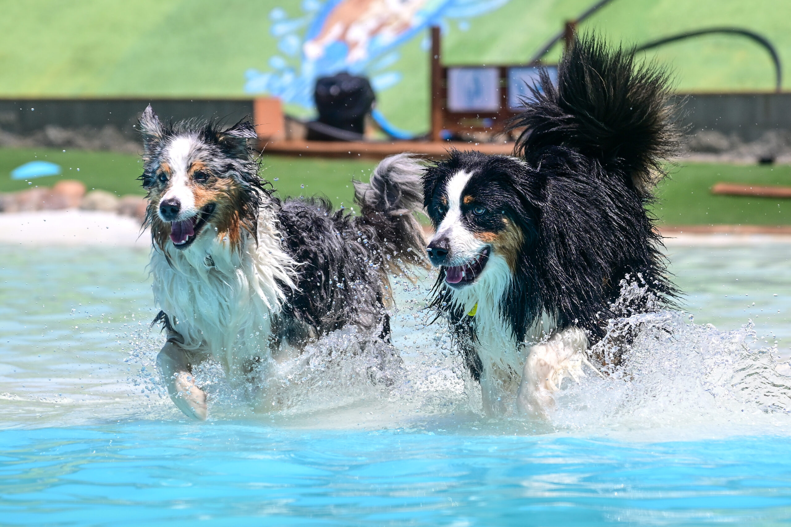 Dos ausies saliendo del agua juntos – fotografía canina en Barcelona