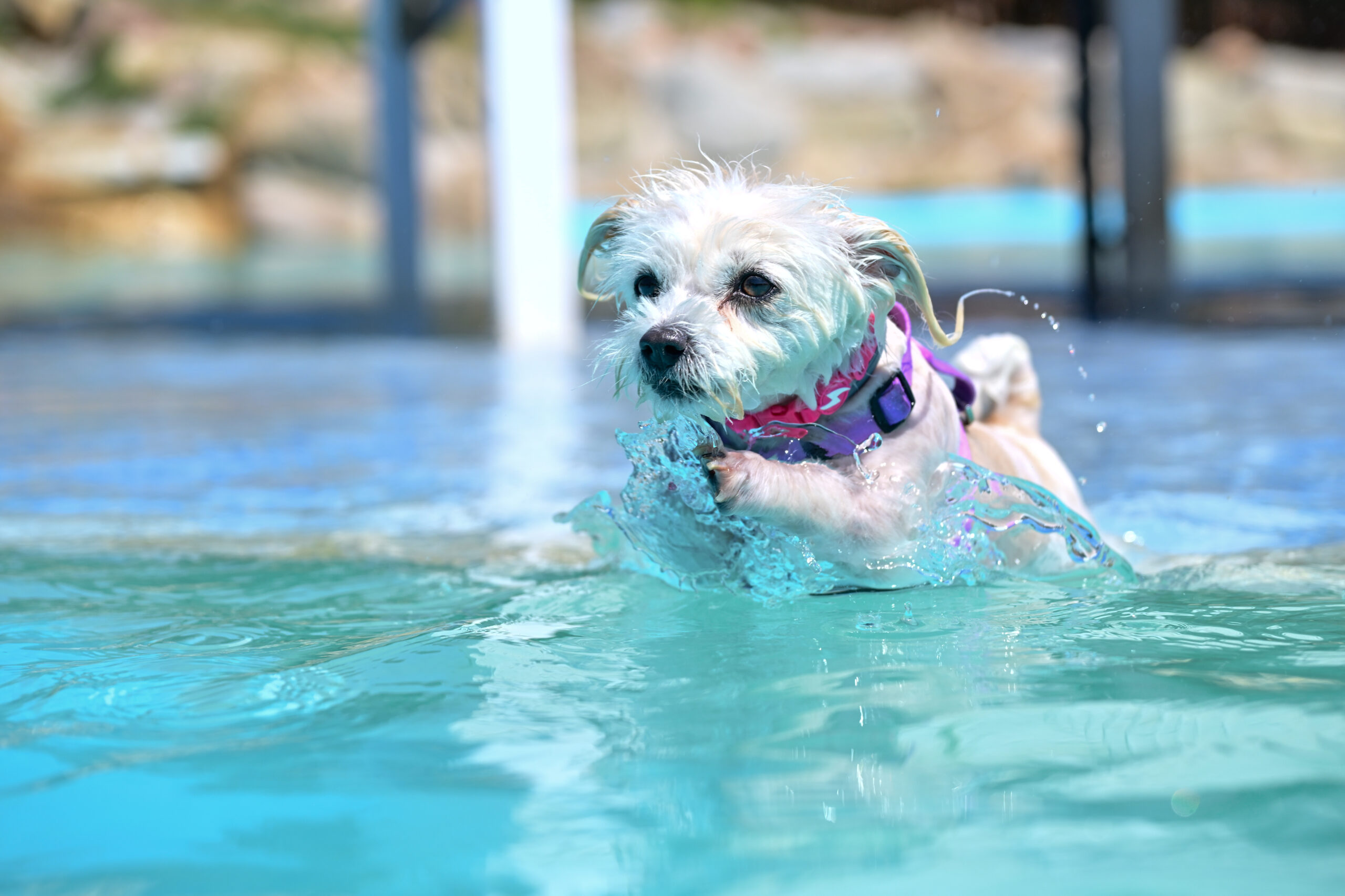 Bichón maltés nadando con estilo en piscina para perros – parque en Barcelona