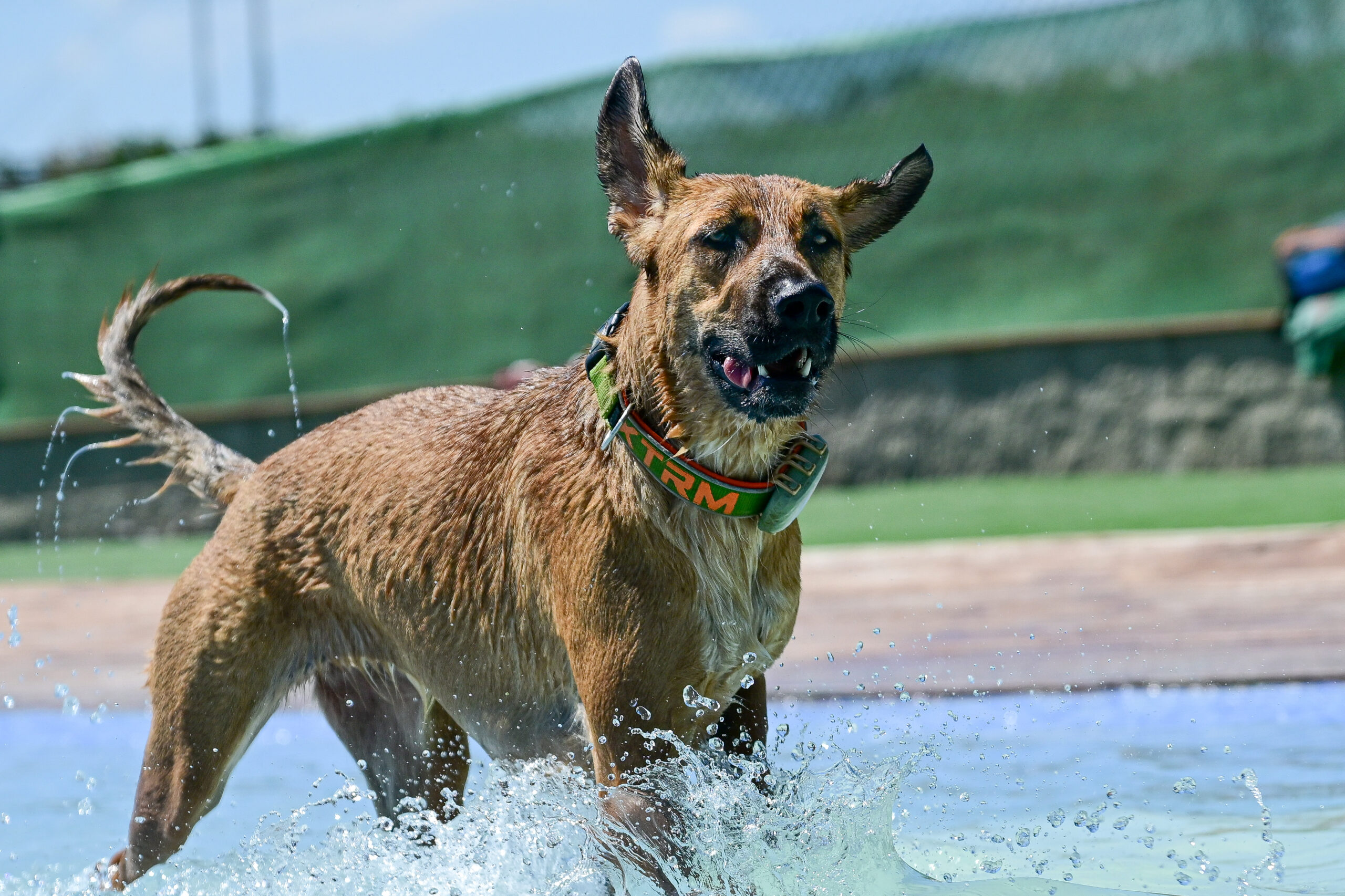 Perro sacudiéndose tras salir del agua – verano en Perros al Agua