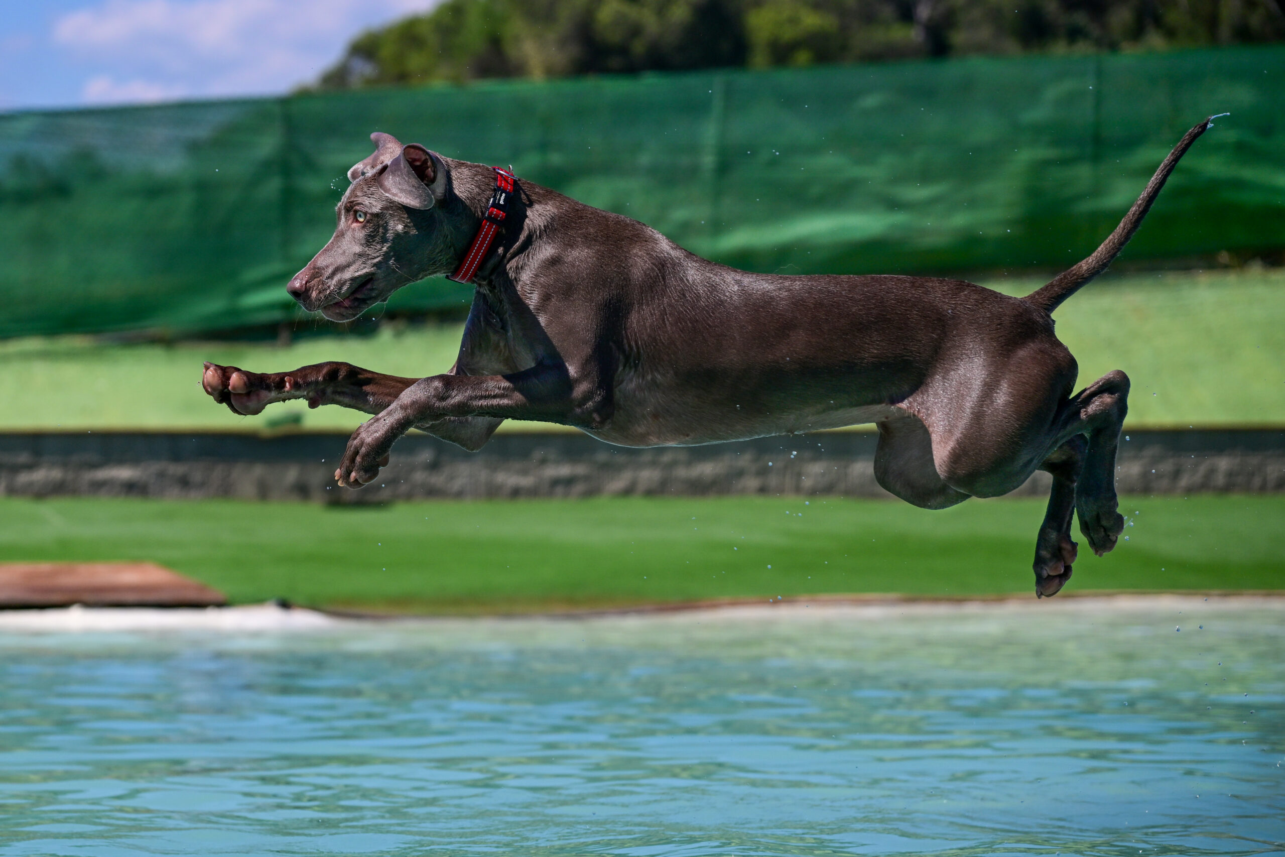 Braco en pleno salto sobre rampa de juegos – XR Fotografía en Perros al Agua
