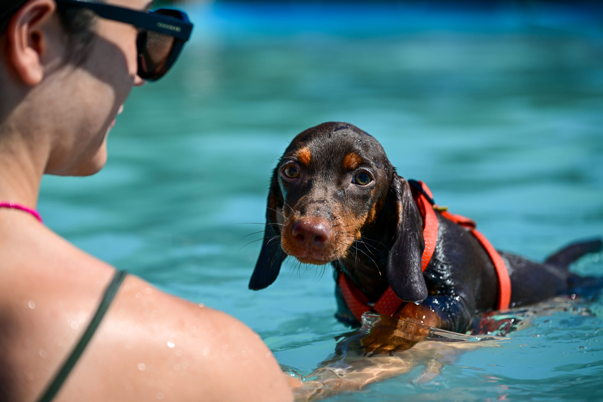 Teckel nadando junto a su humano en Perros al Agua – sesión acuática canina