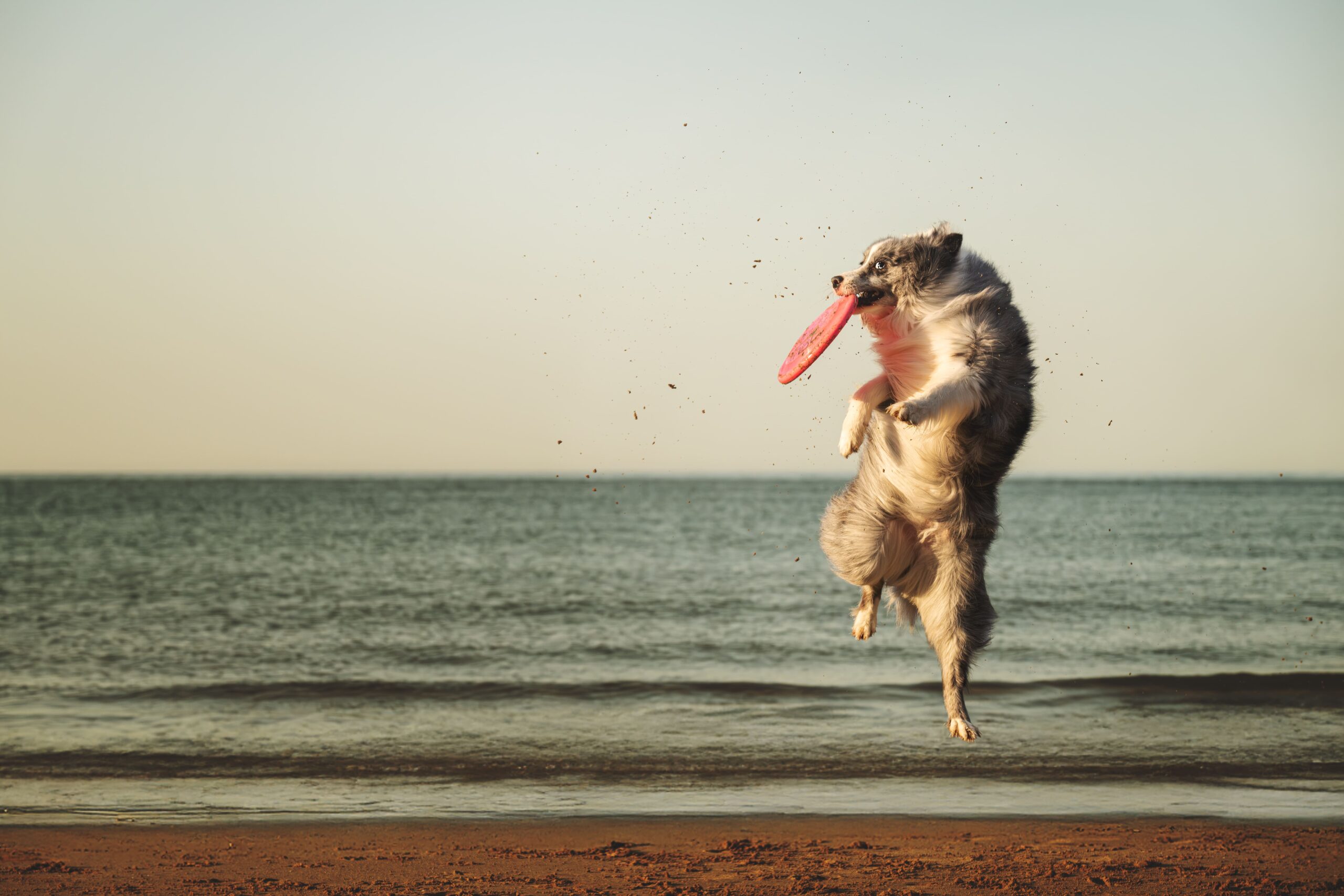 Perro Border Collie saltando alto para atrapar un frisbee rosa en la playa con el mar de fondo