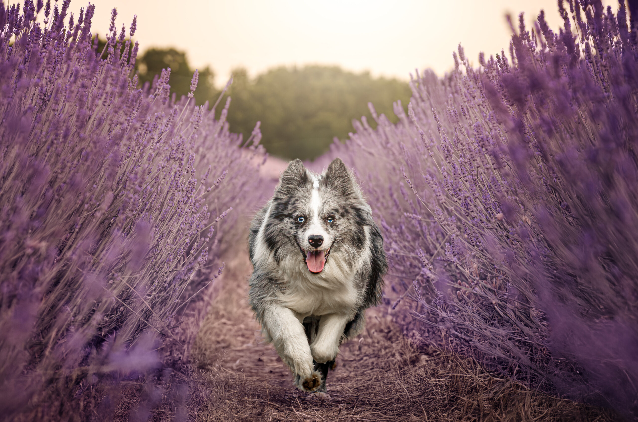 Perro Border Collie corriendo feliz por un pasillo de lavanda en flor al atardecer