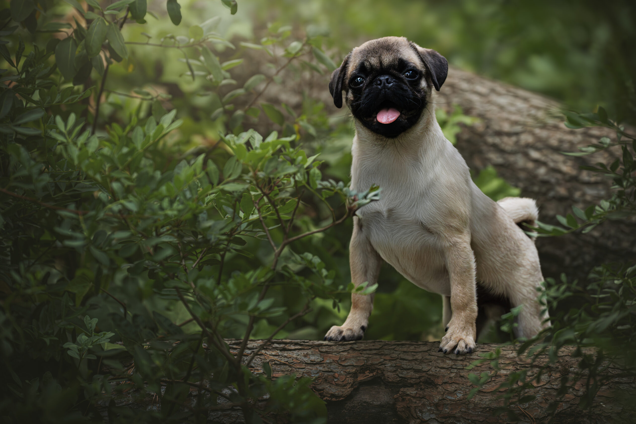 Cachorro de carlino posando en un muro natural en Barcelona – fotografía de perros con XR Fotografía