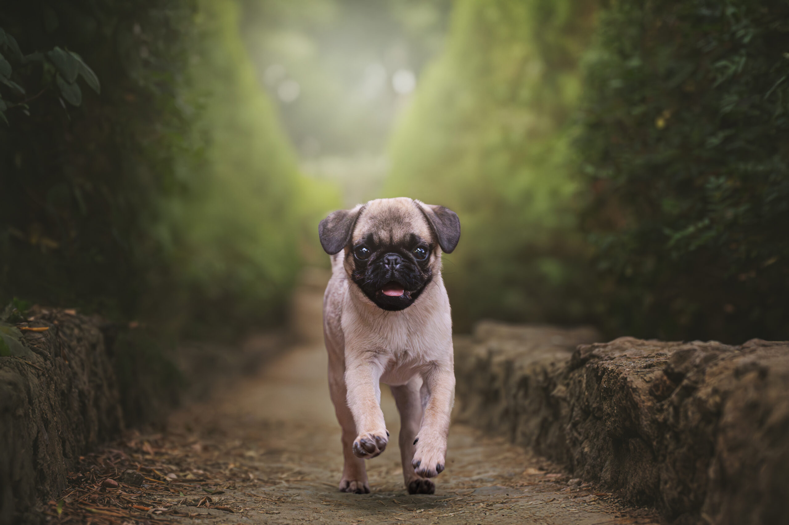 Cachorro de carlino caminando hacia la cámara por un sendero en Barcelona – XR Fotografía
