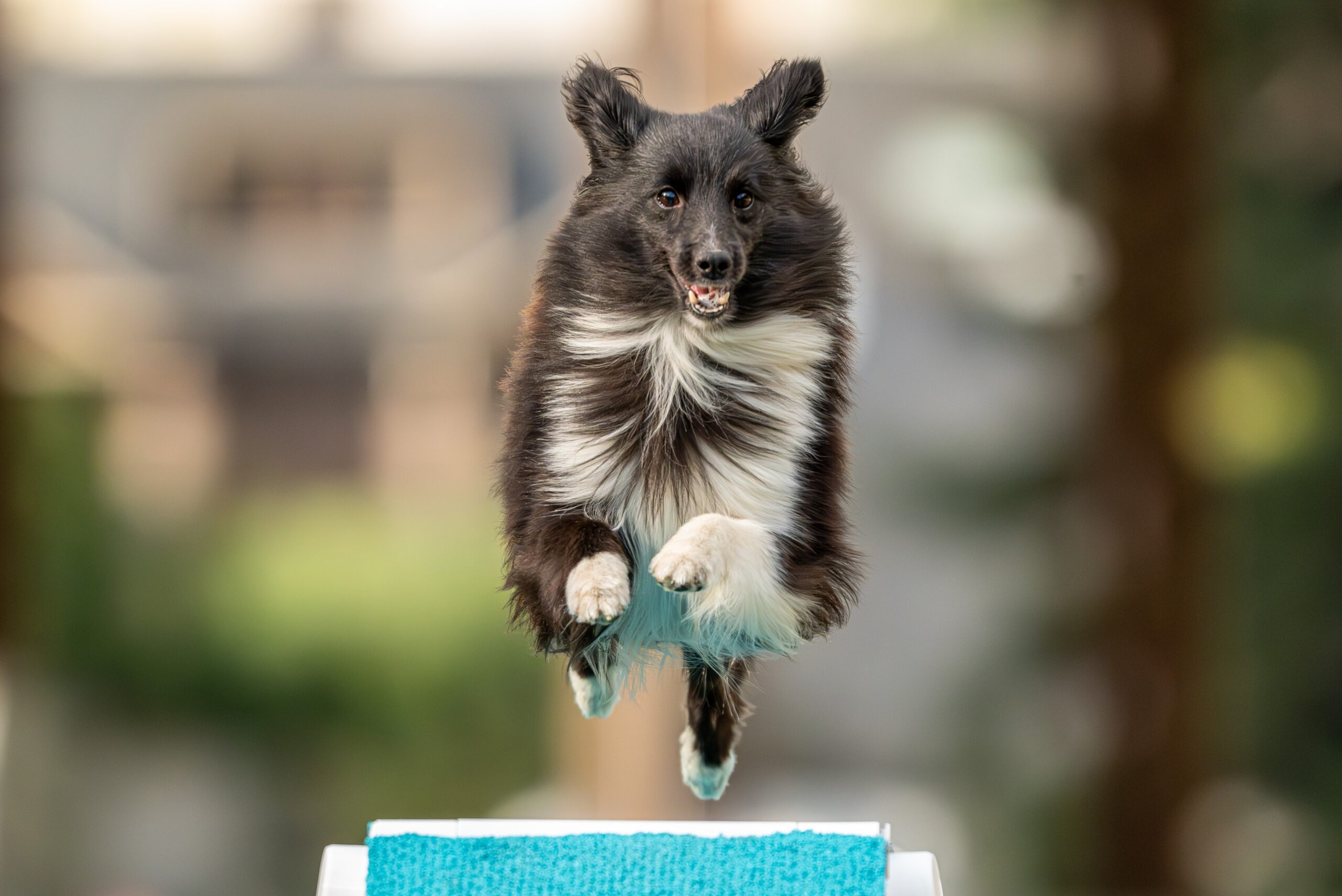 Perro practicando agility